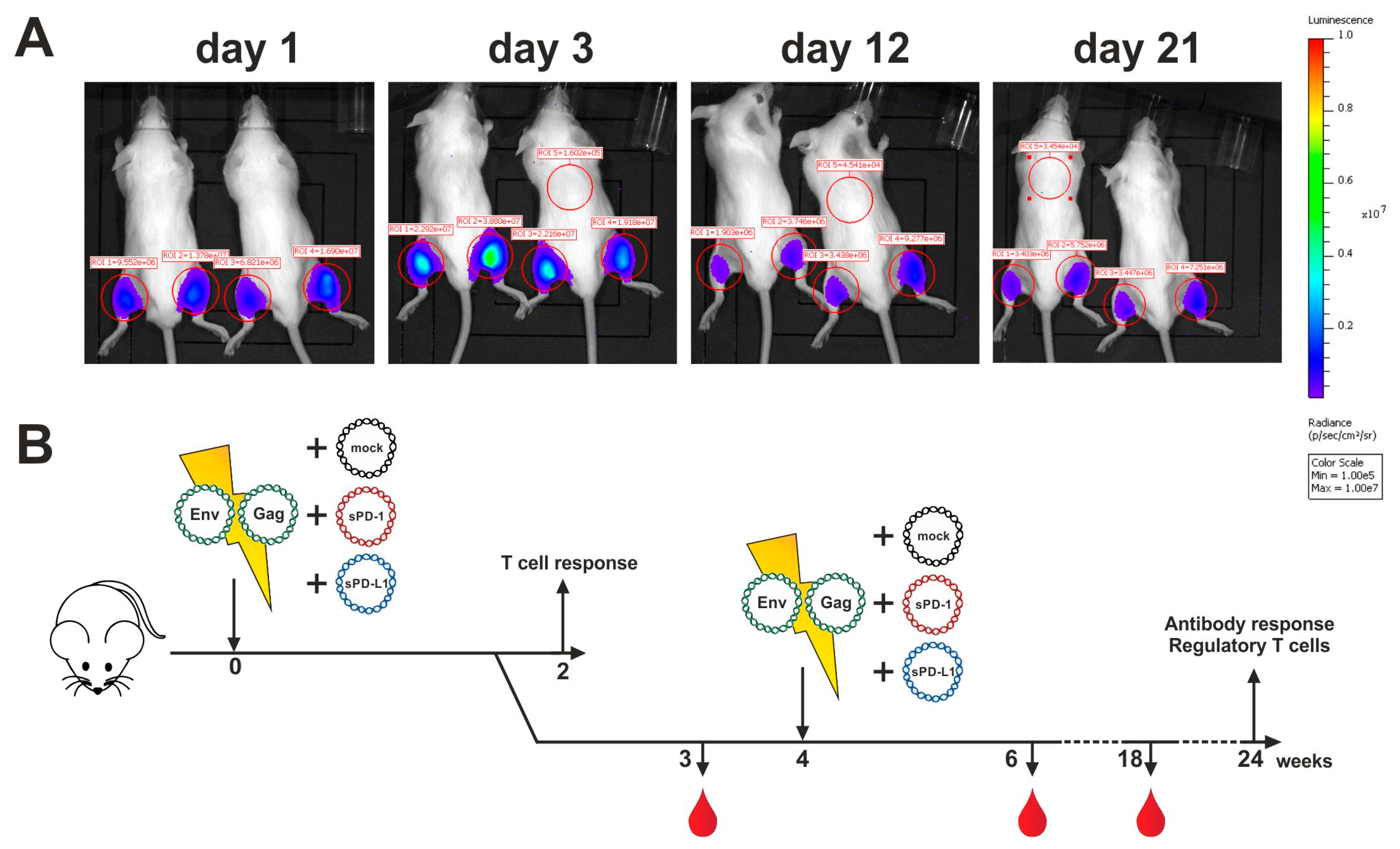 Vaccines Antibody Mediated Since Passive Immunisation