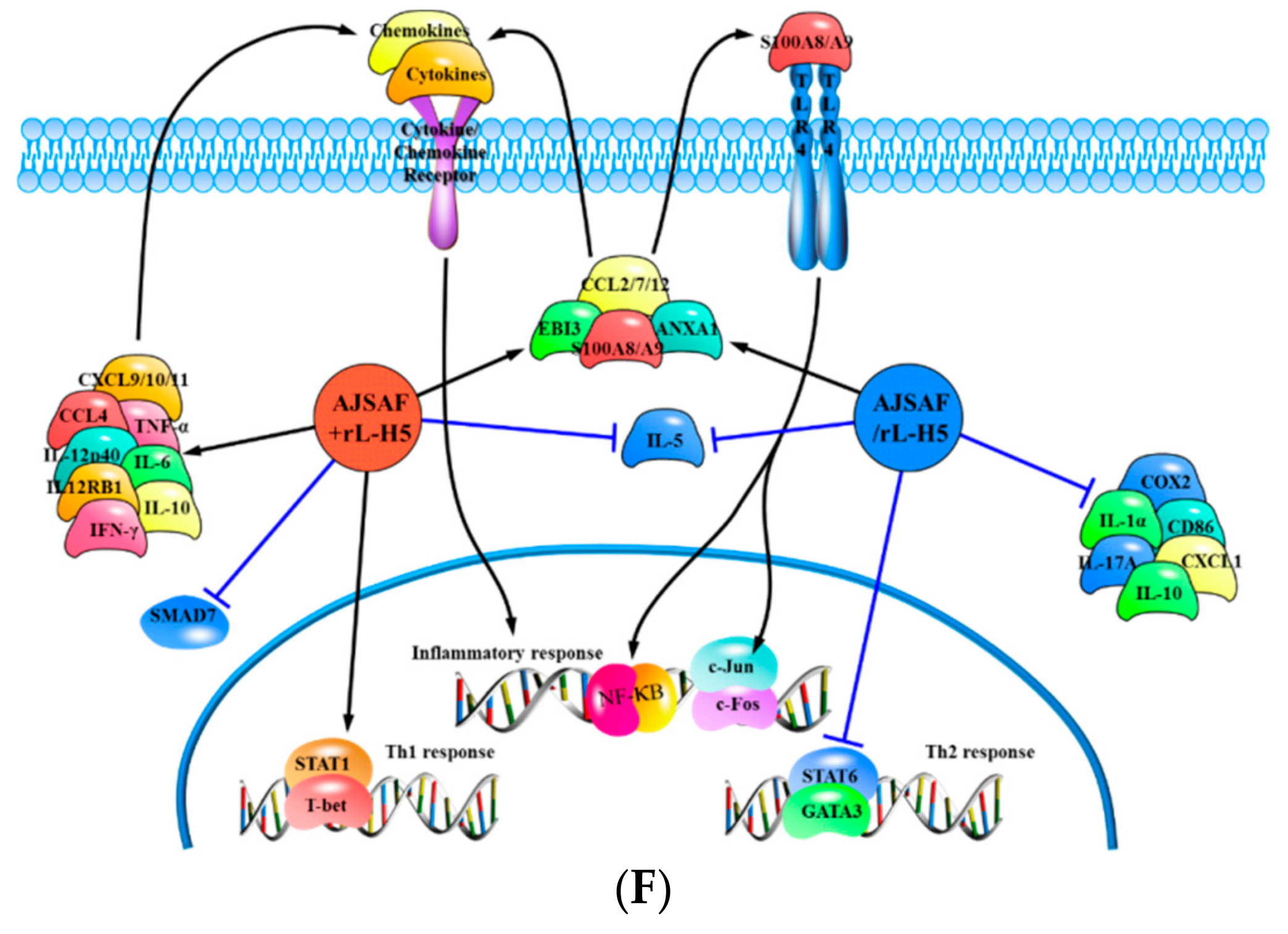 Vaccines 08 00048 g004b