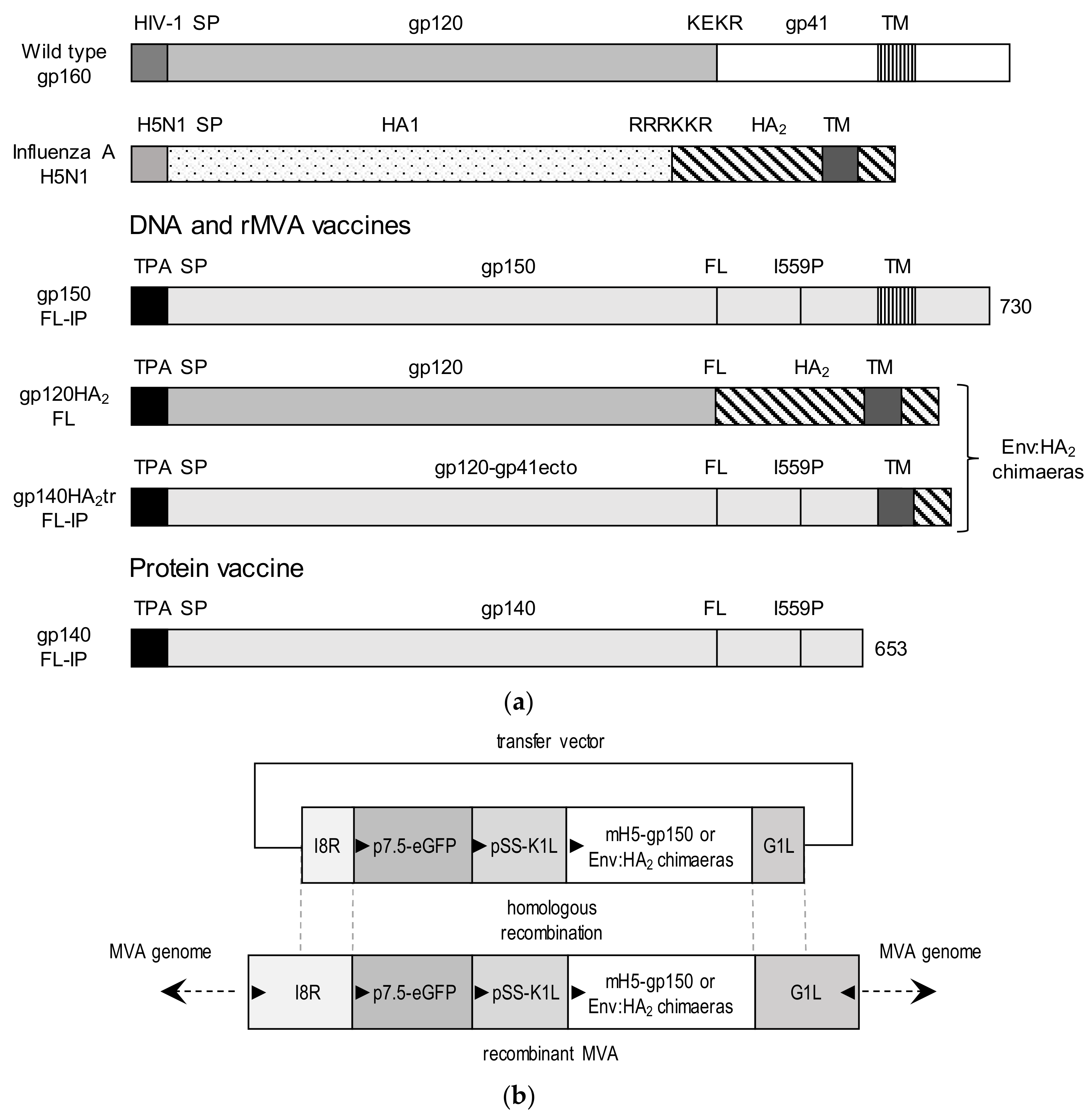 Vaccines 08 00054 g001 Vaccines 08 00054 g001