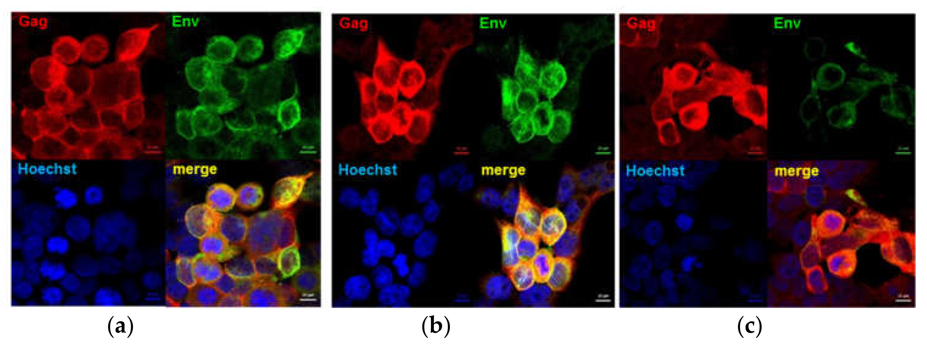 Vaccines 08 00054 g002 Vaccines 08 00054 g002