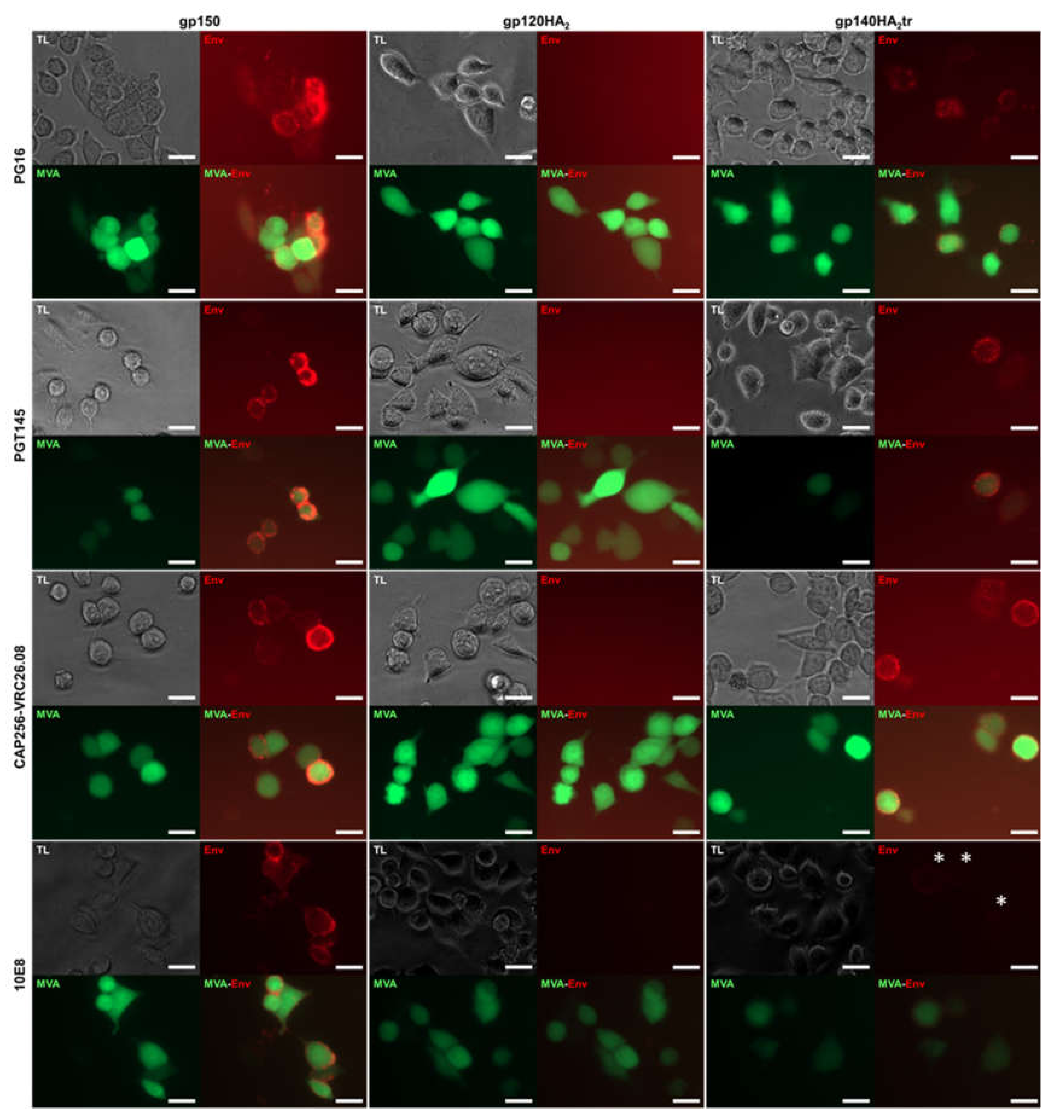 Vaccines 08 00054 g003 Vaccines 08 00054 g003