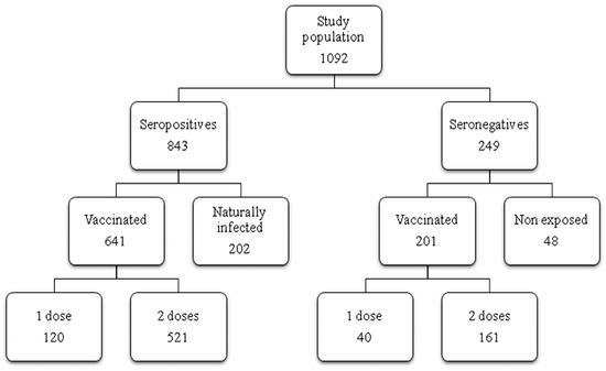 Seroprevalence to Measles Virus after Vaccination or Natural Infection ...