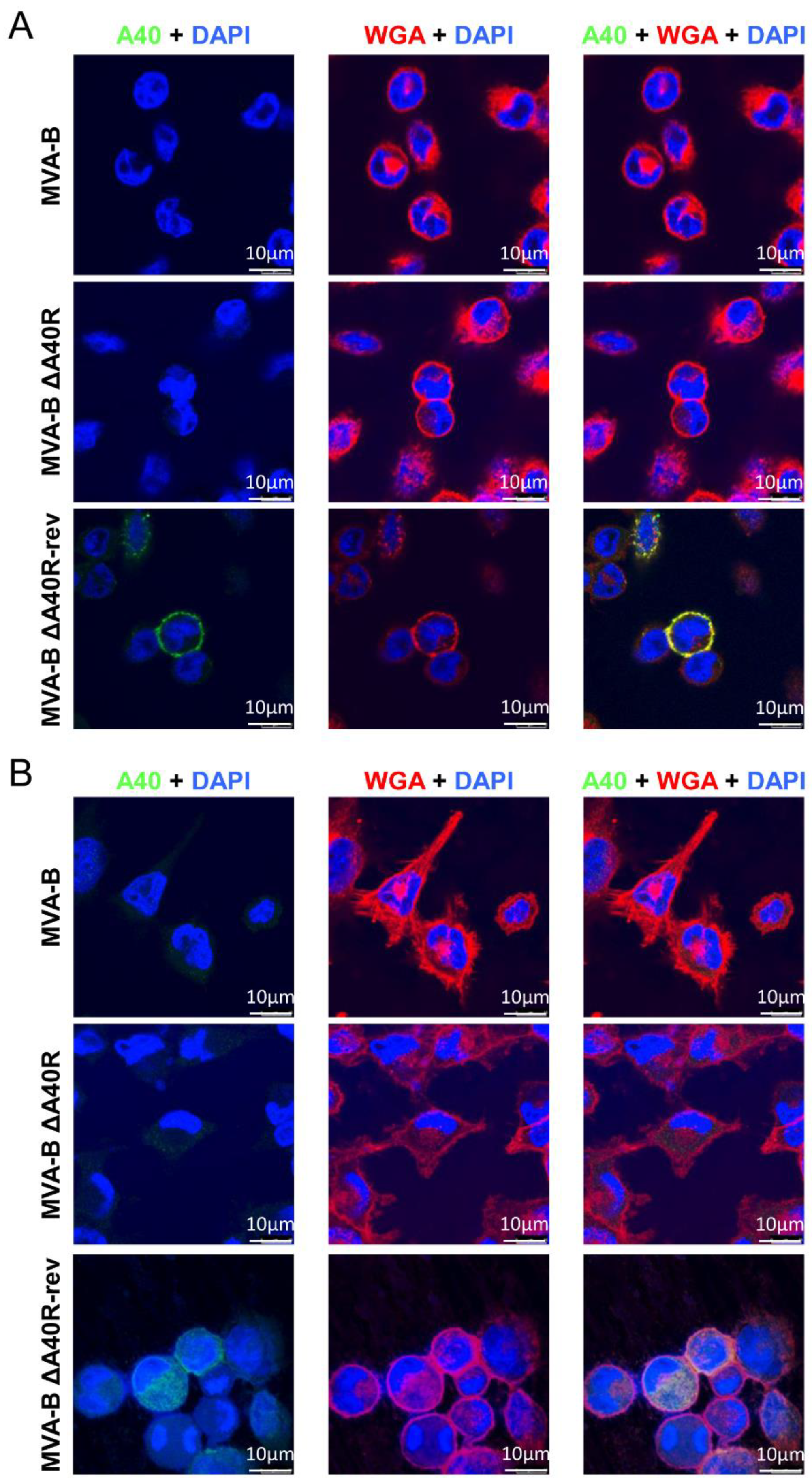 Vaccines 08 00070 g008 Vaccines 08 00070 g008