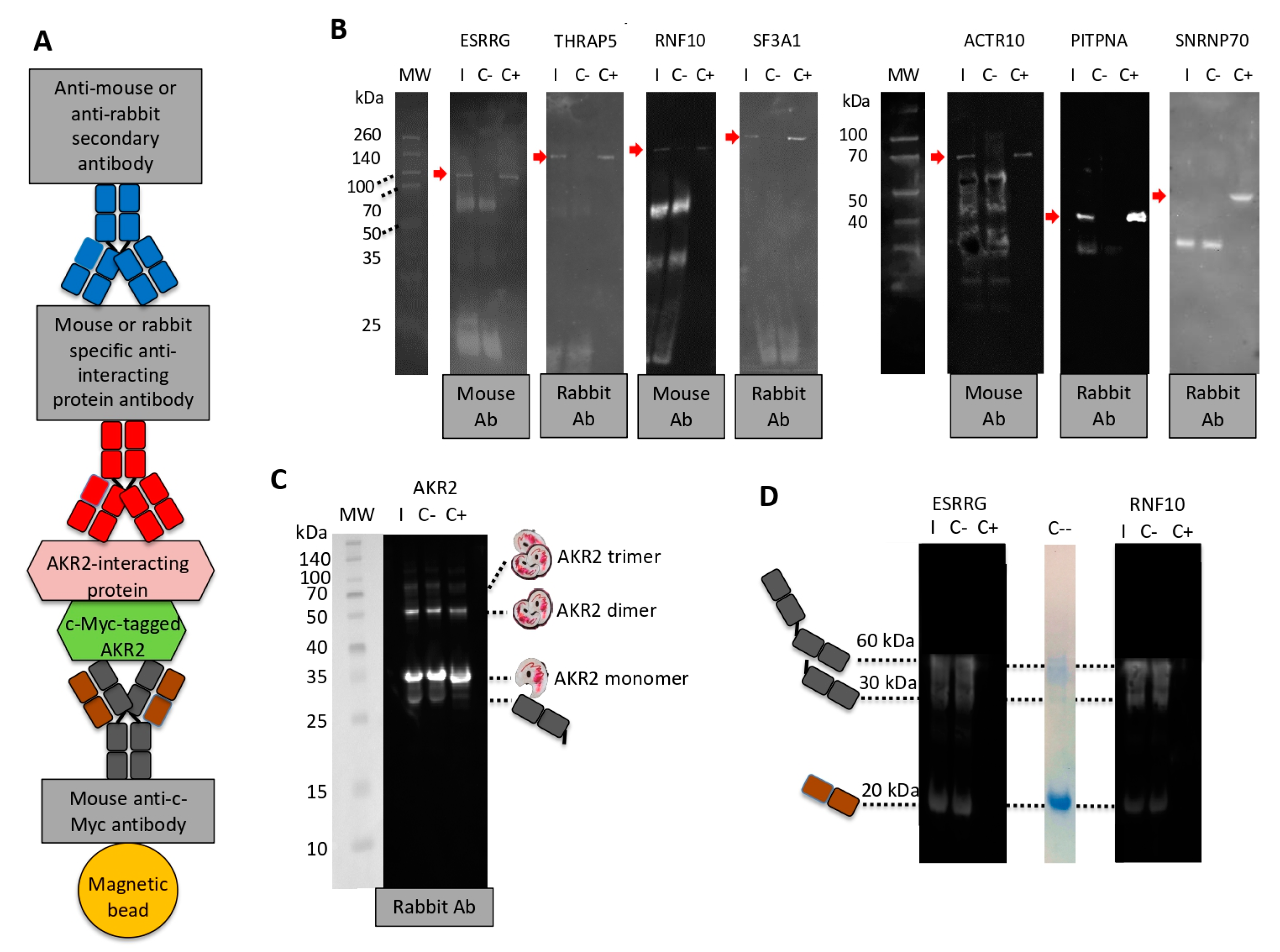 Vaccines 08 00077 g004 Vaccines 08 00077 g004