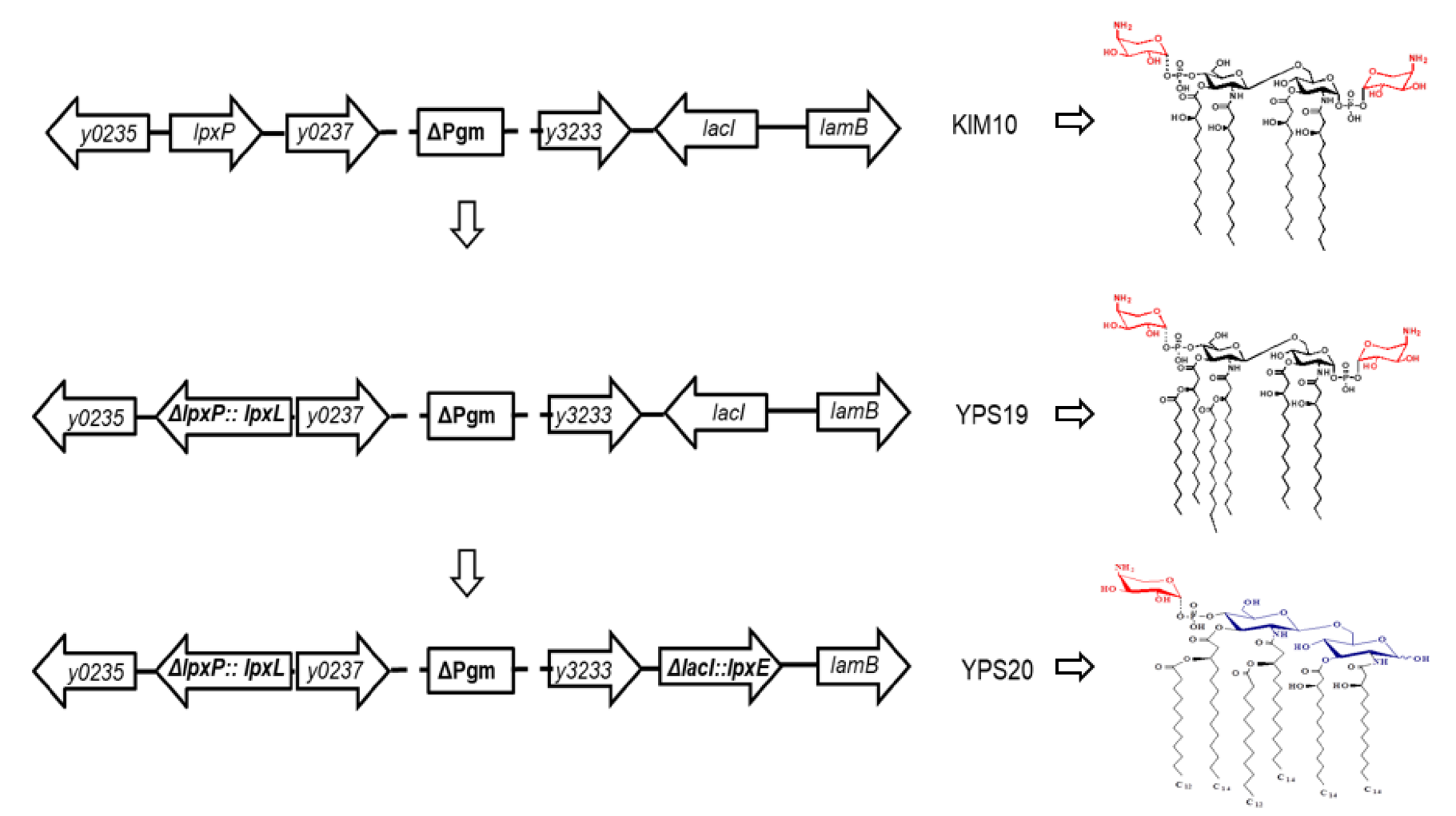 Vaccines 08 00095 g001