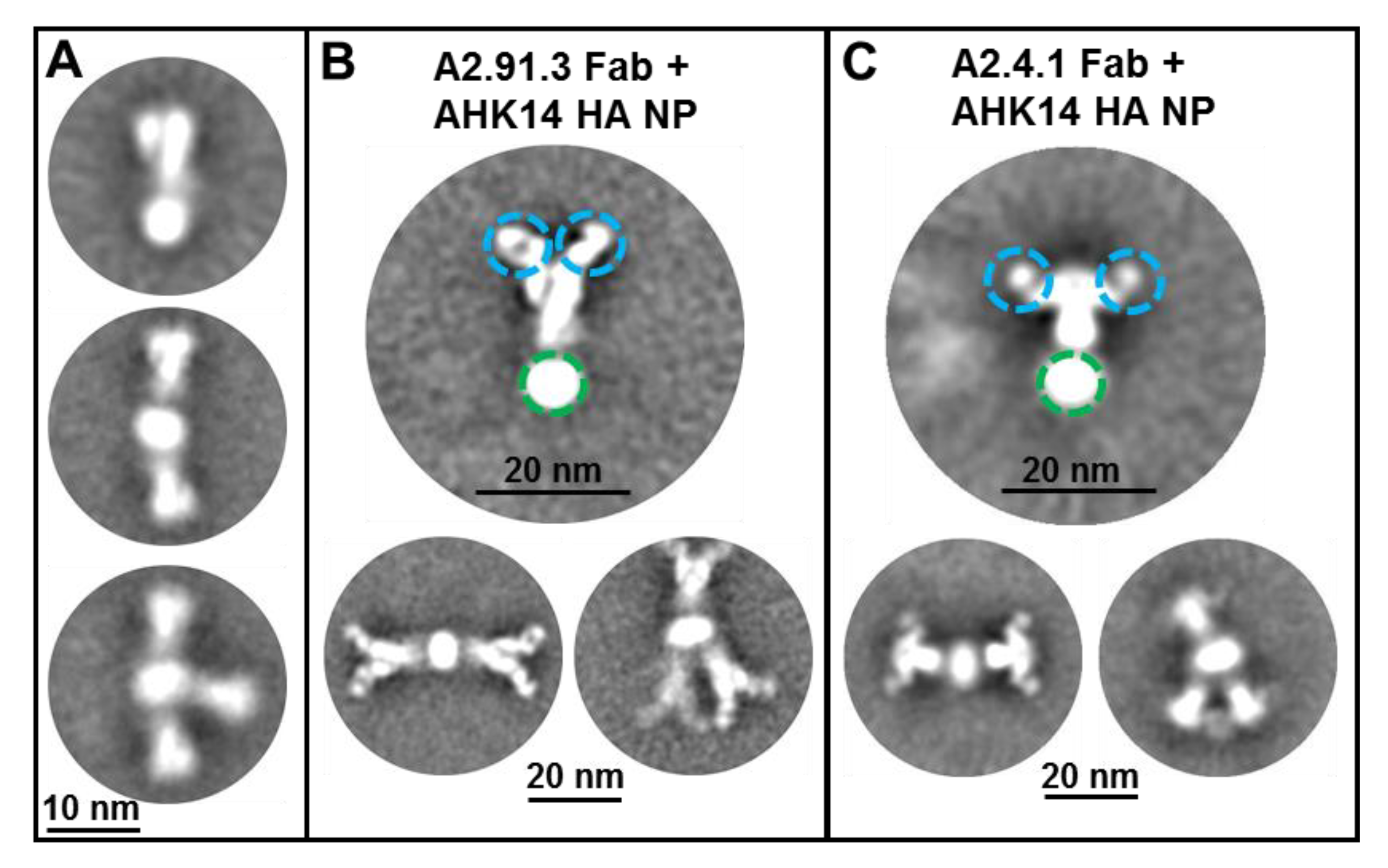 Vaccines 08 00099 g001 Vaccines 08 00099 g001