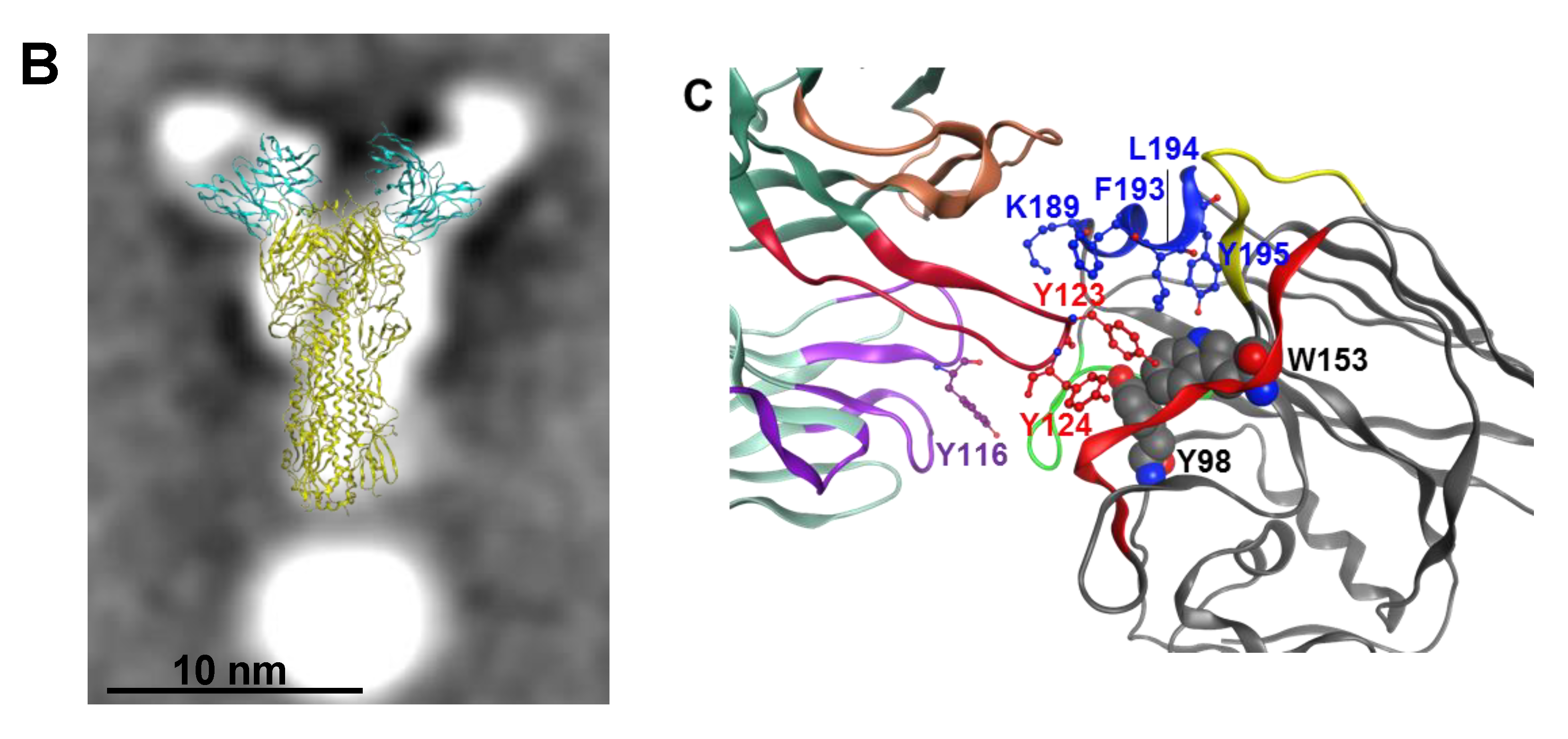 Vaccines 08 00099 g005b Vaccines 08 00099 g005b