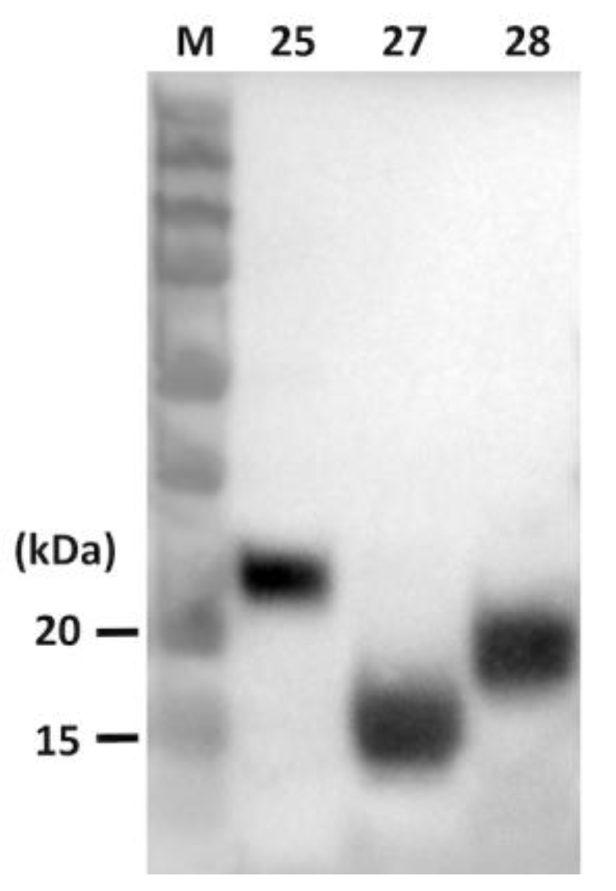 Vaccines 08 00102 g003