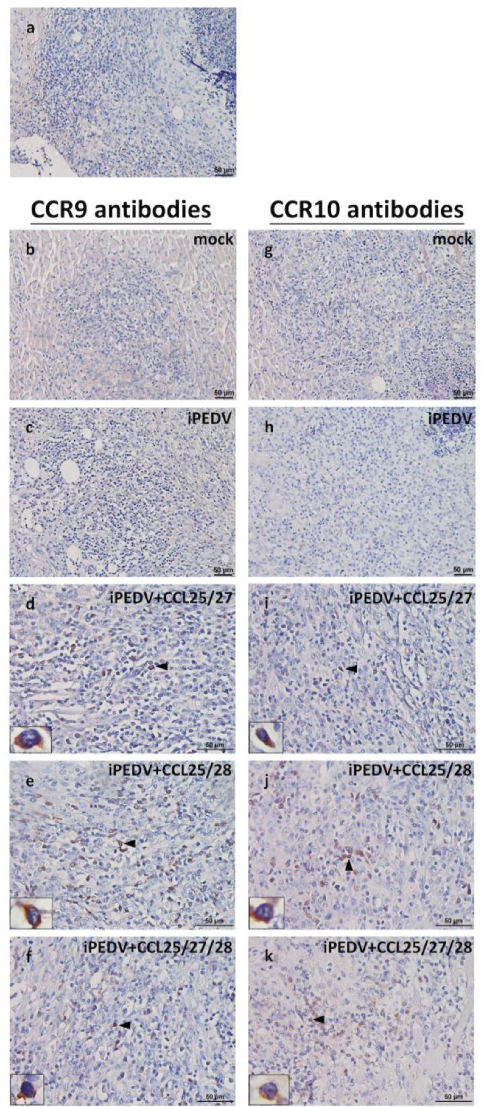 Vaccines 08 00102 g008