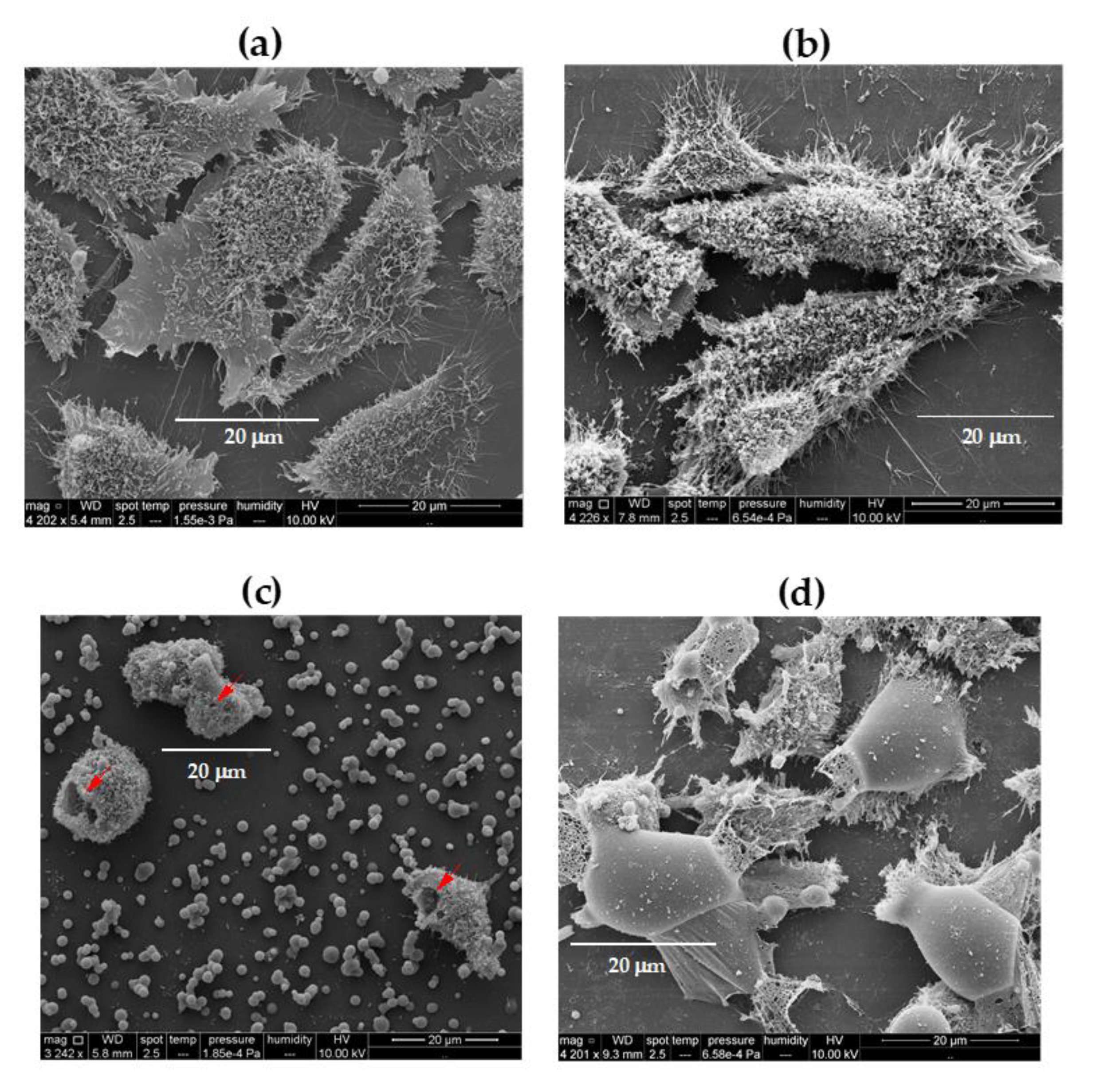 Vaccines 08 00105 g006