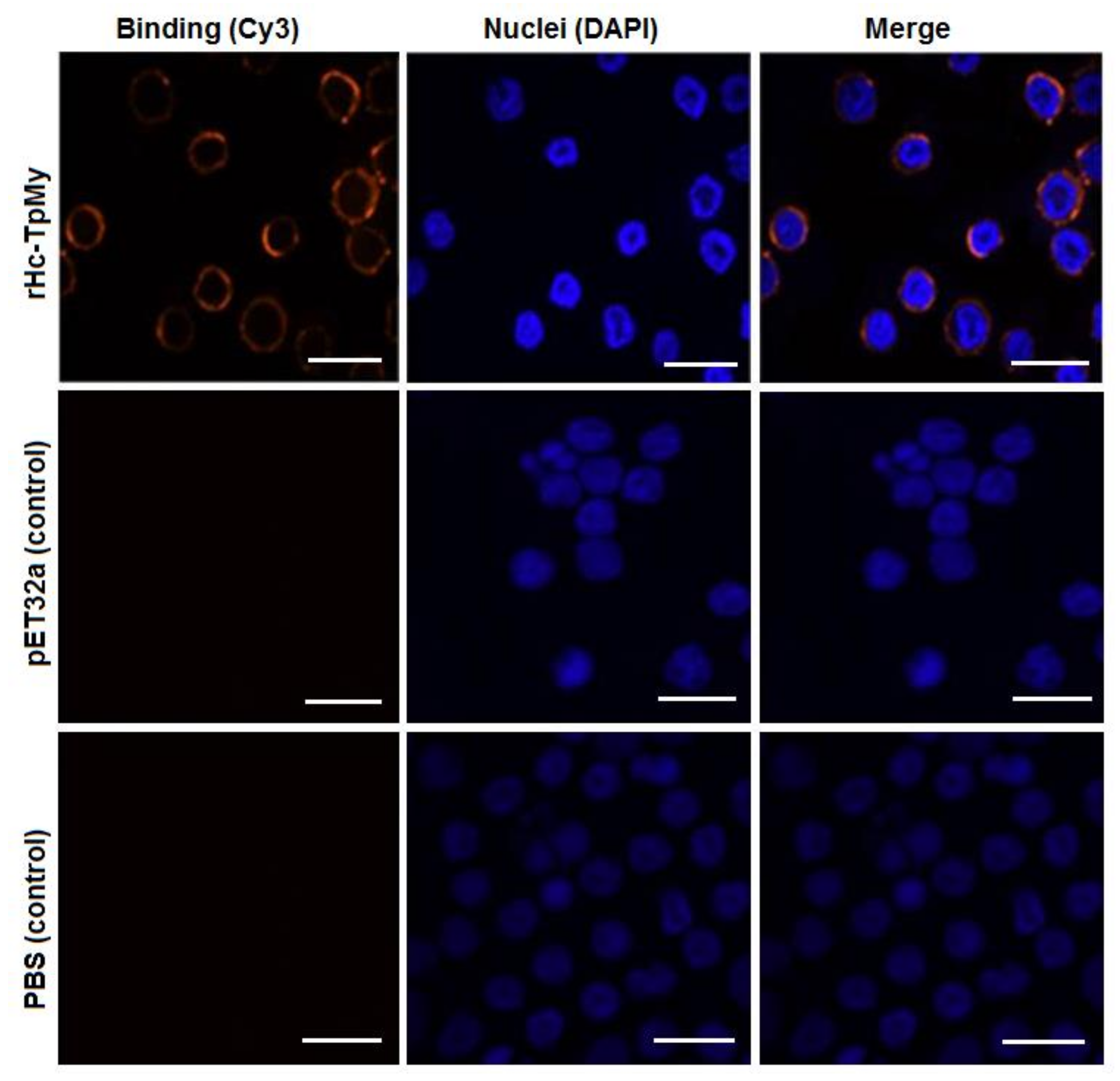 Vaccines 08 00109 g002 Vaccines 08 00109 g002