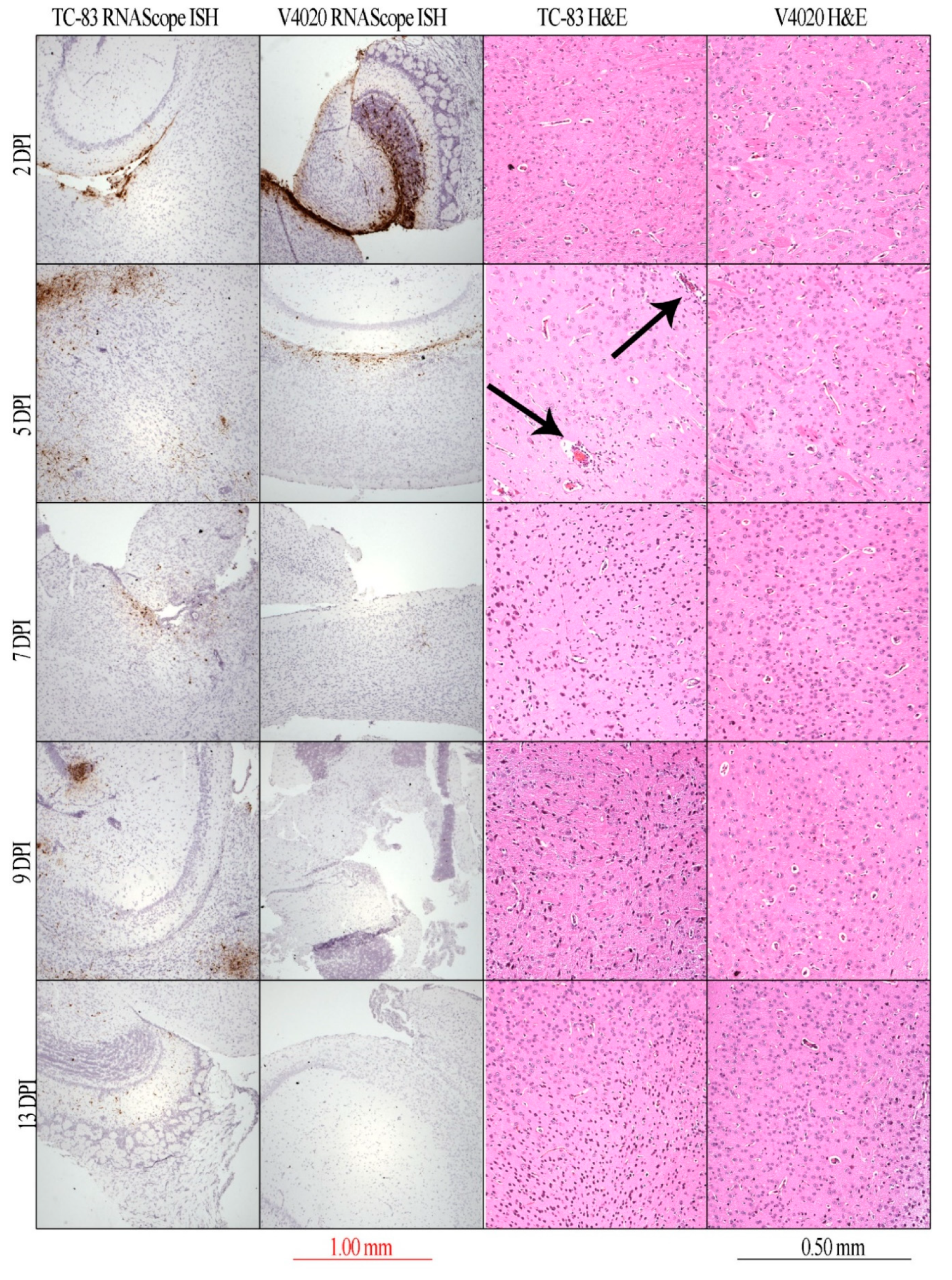 Vaccines 08 00114 g002