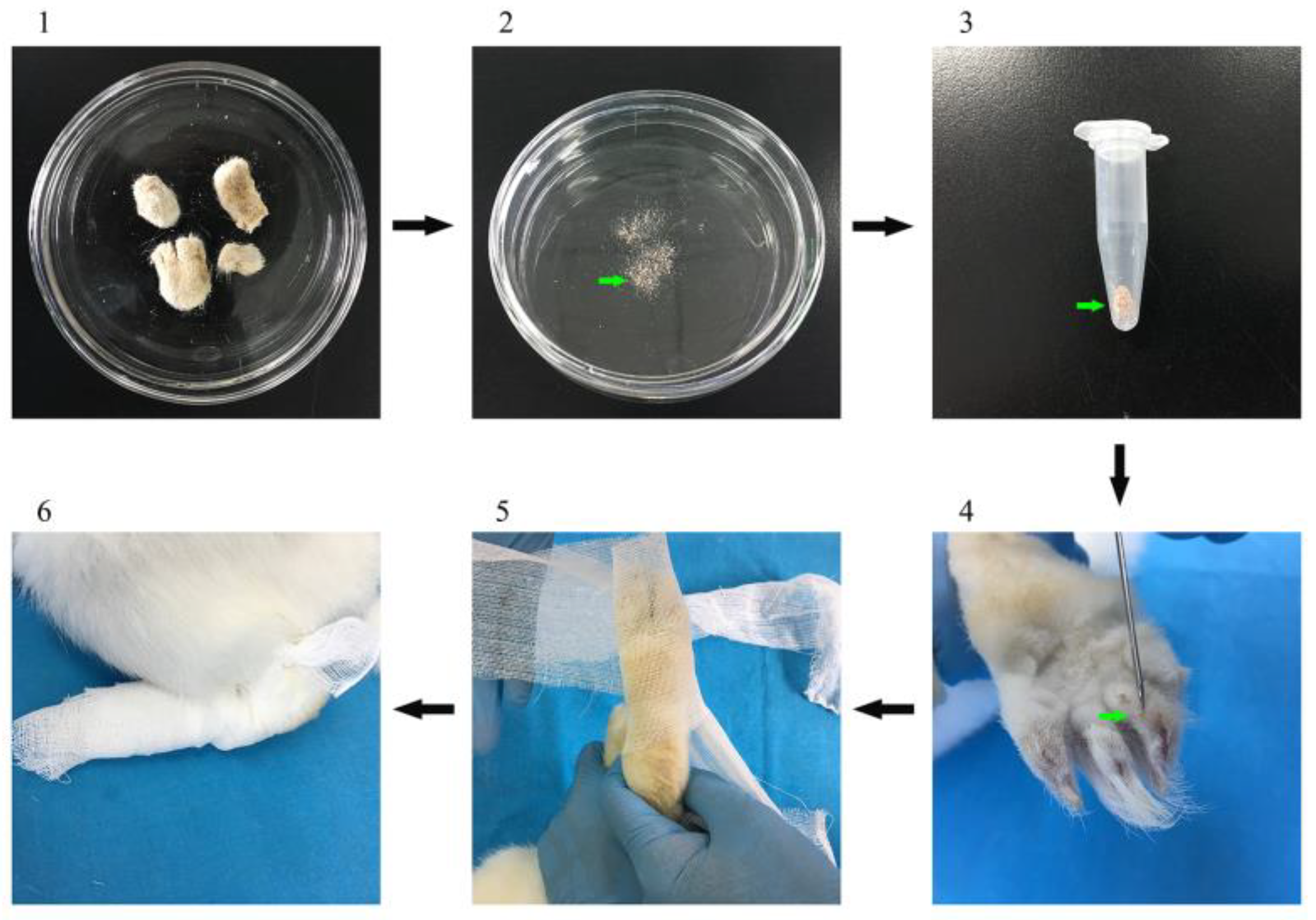 Vaccines 08 00129 g001