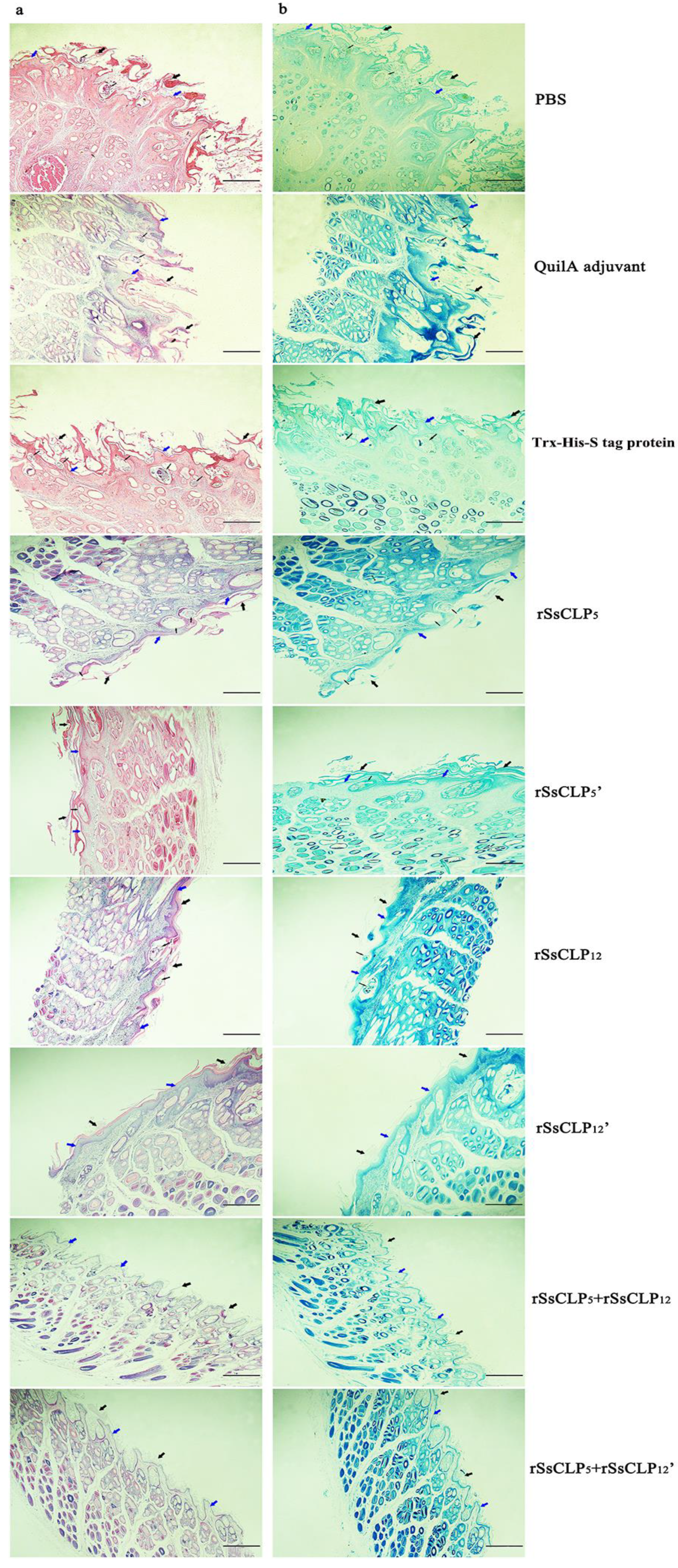 Vaccines 08 00129 g006