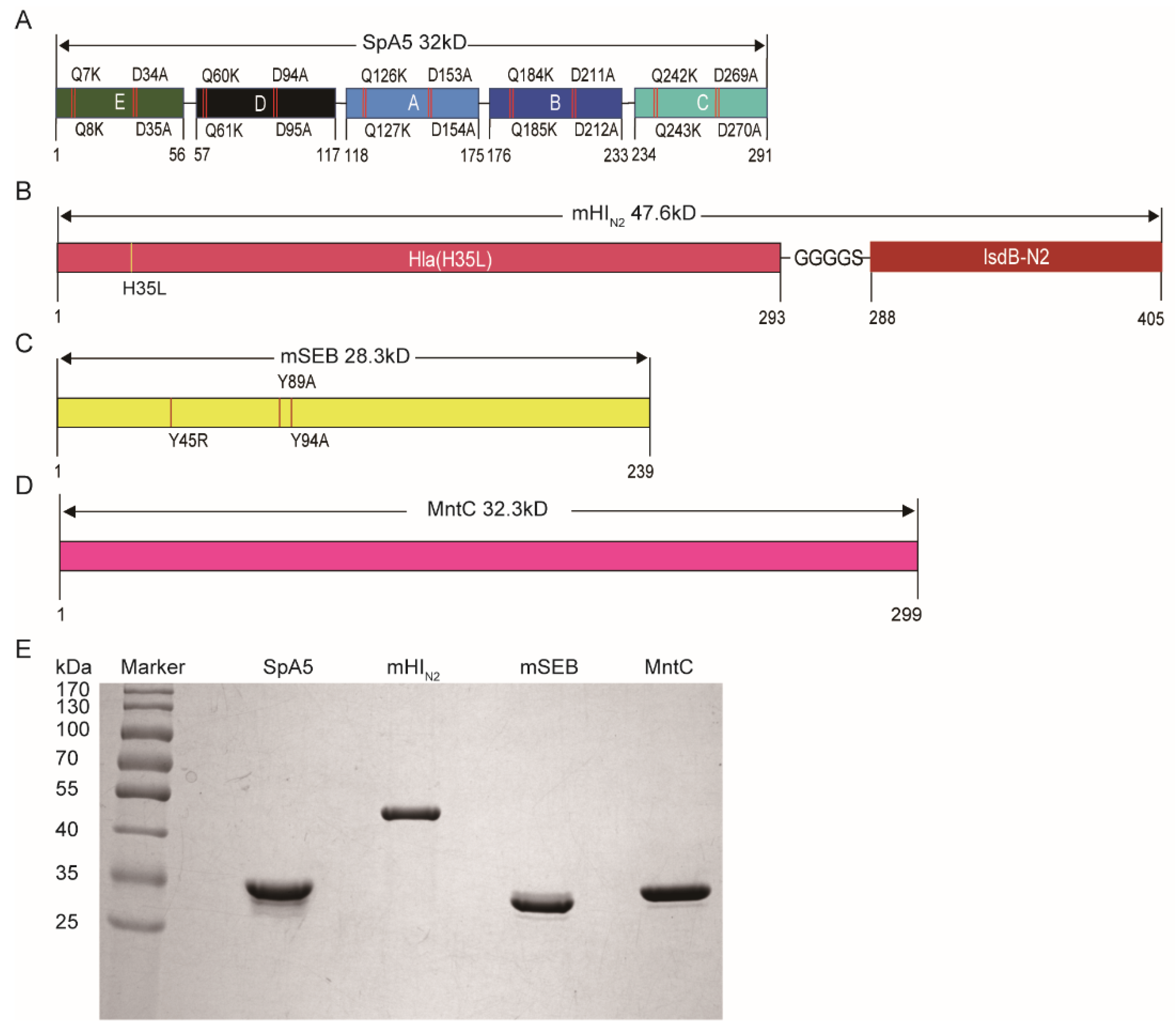 Vaccines Free Full Text Rapid And Broad Immune Efficacy Of A Recombinant Five Antigen Vaccine Against Staphylococcus Aureus Infection In Animal Models Html