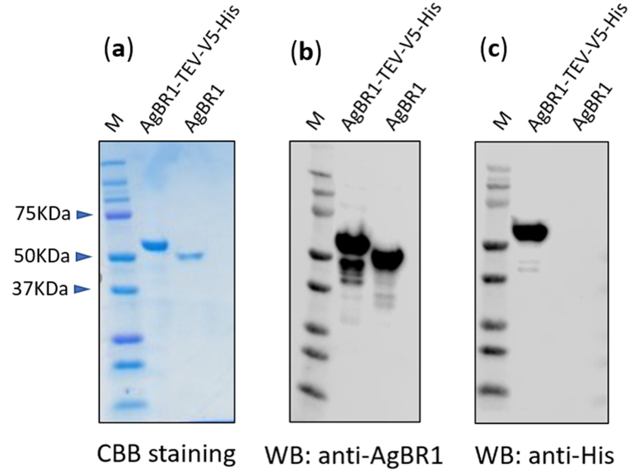 Vaccines 08 00145 g001 Vaccines 08 00145 g001