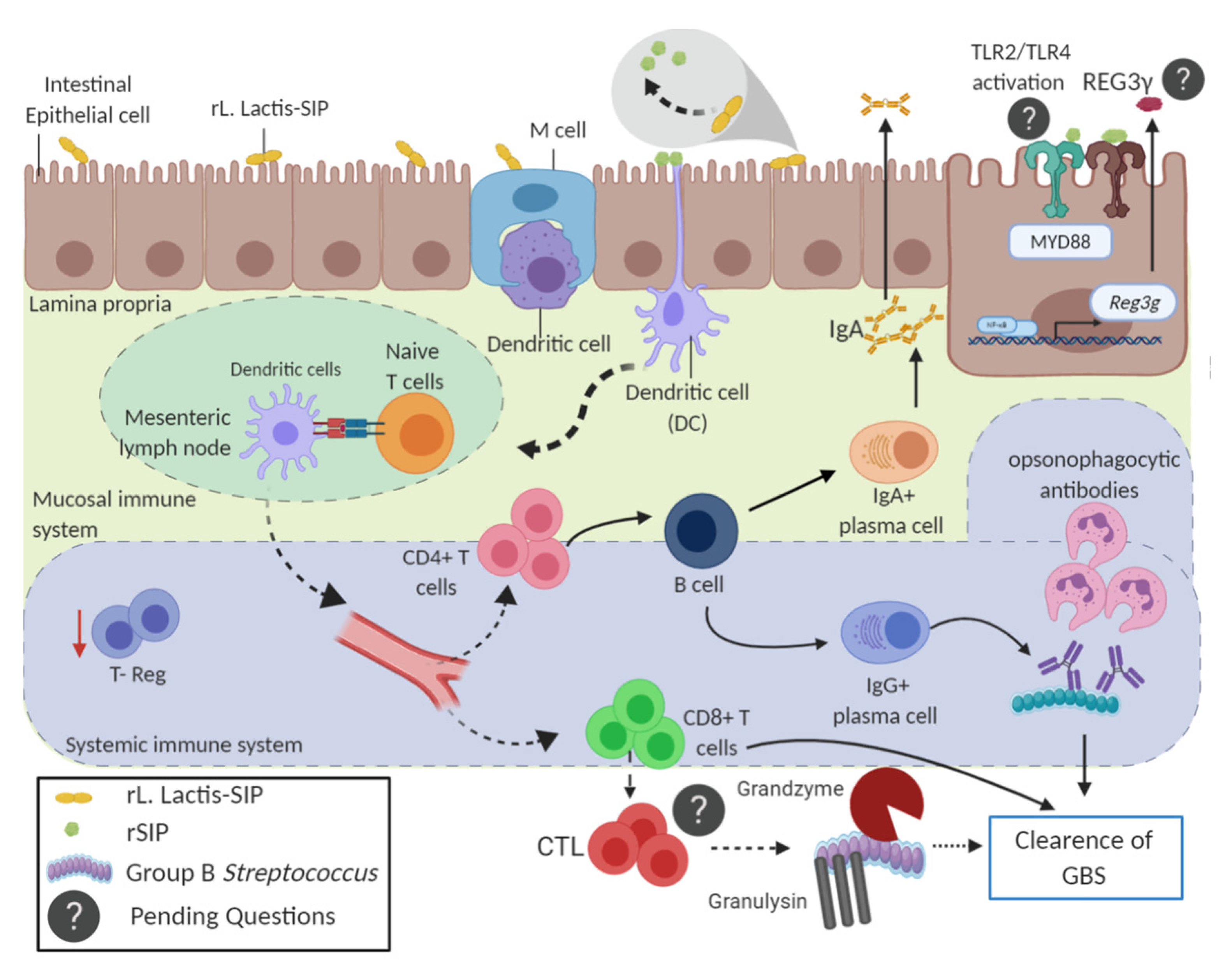 Vaccines 08 00146 g006 Vaccines 08 00146 g006