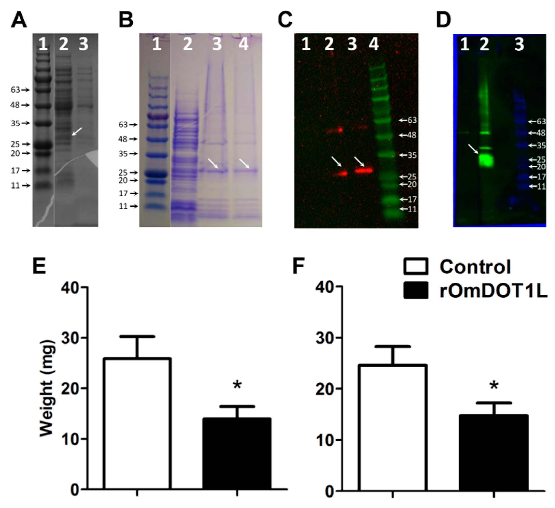 Vaccines 08 00157 g004 Vaccines 08 00157 g004