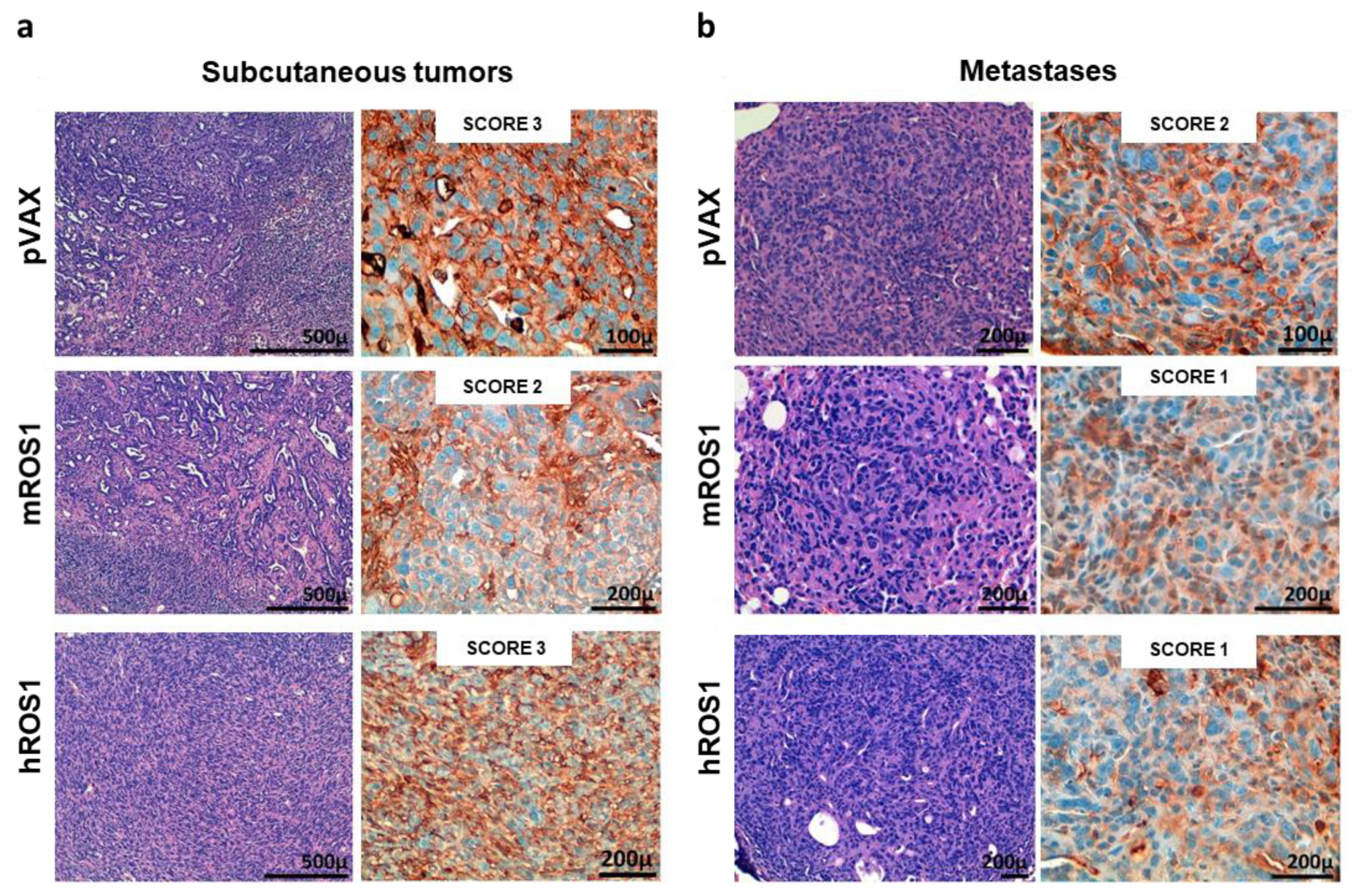 Vaccines 08 00166 g005 Vaccines 08 00166 g005