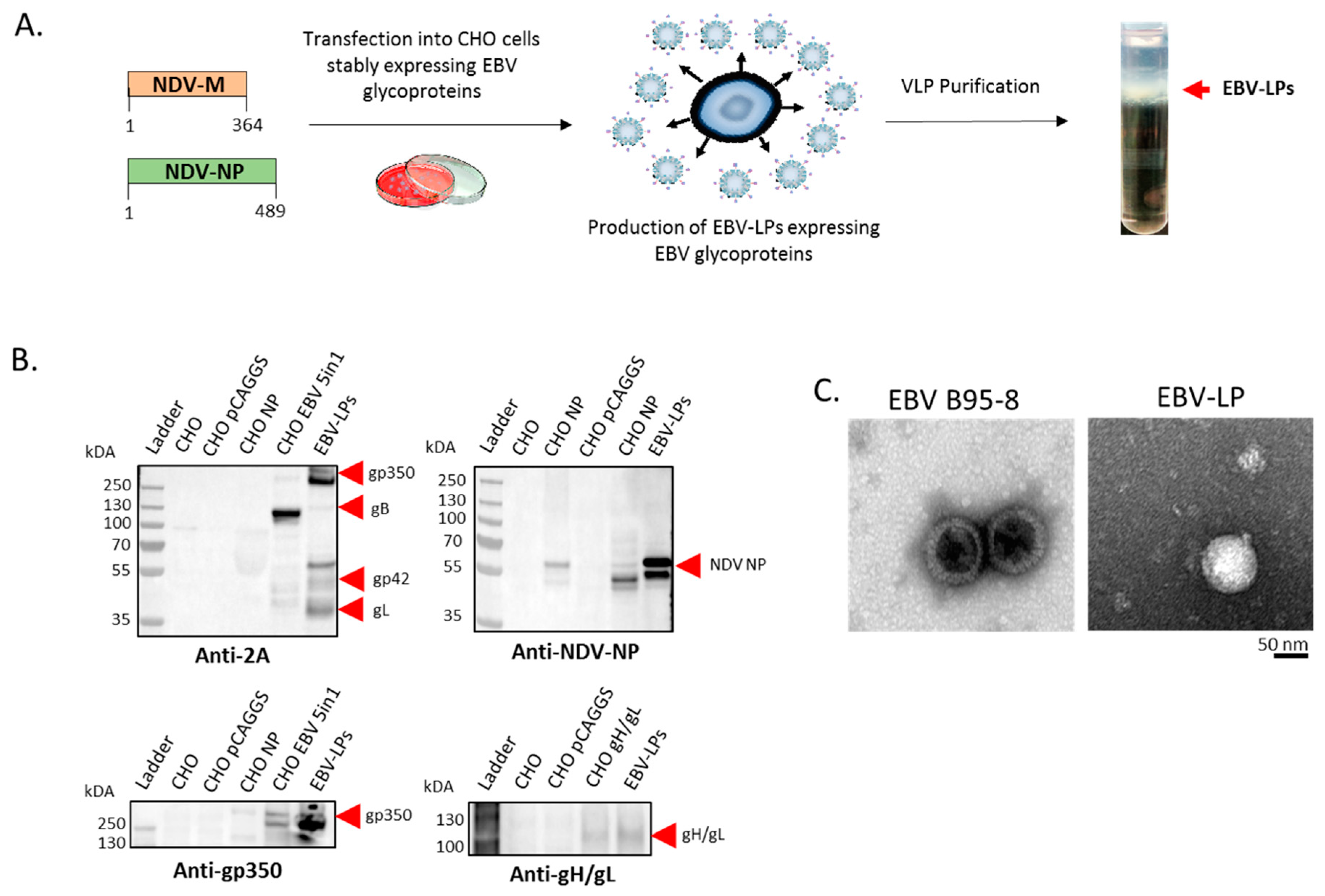 Vaccines 08 00169 g002 Vaccines 08 00169 g002