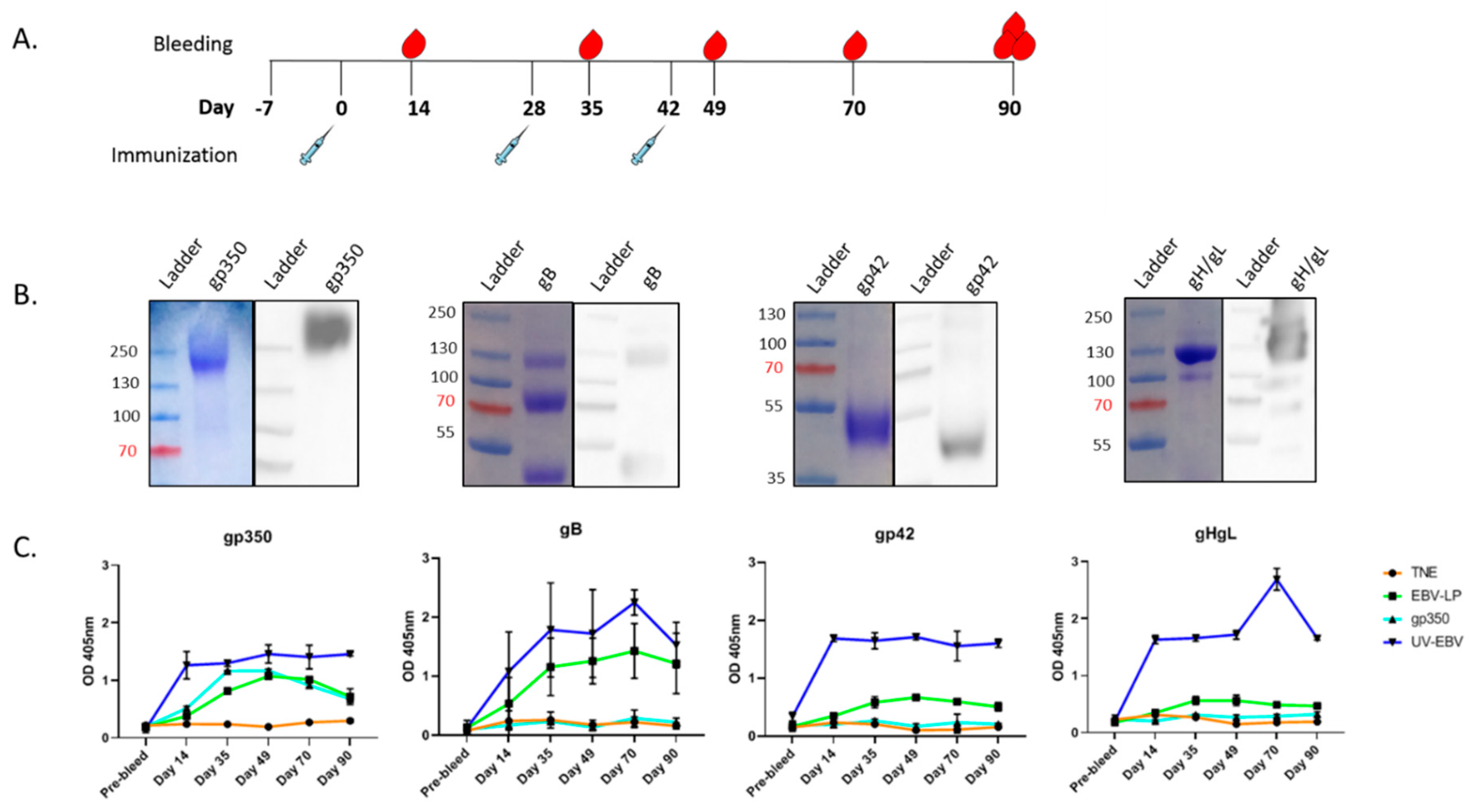 Vaccines 08 00169 g003 Vaccines 08 00169 g003