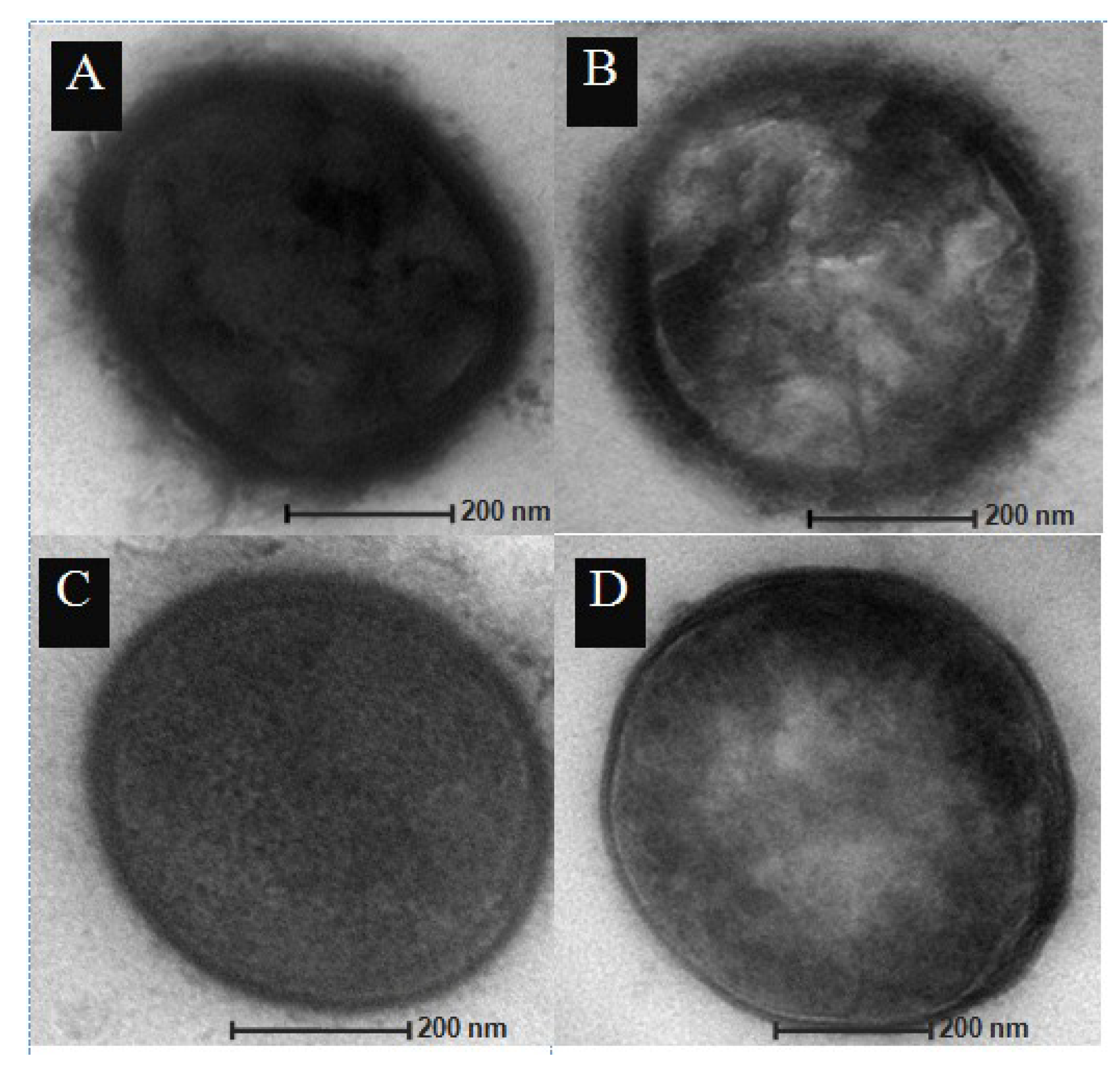 Vaccines 08 00187 g001 Vaccines 08 00187 g001