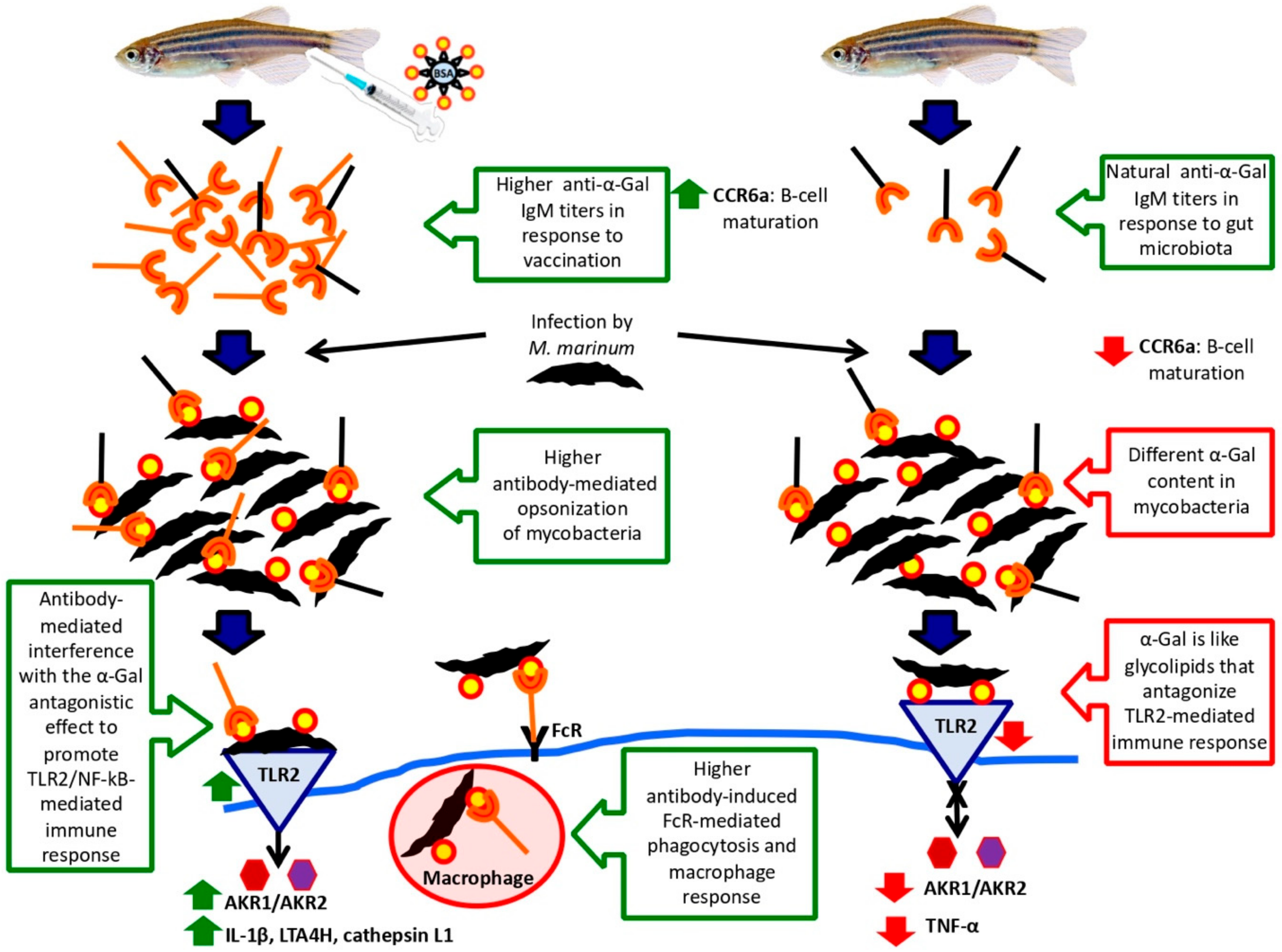 Vaccines 08 00195 g010 Vaccines 08 00195 g010