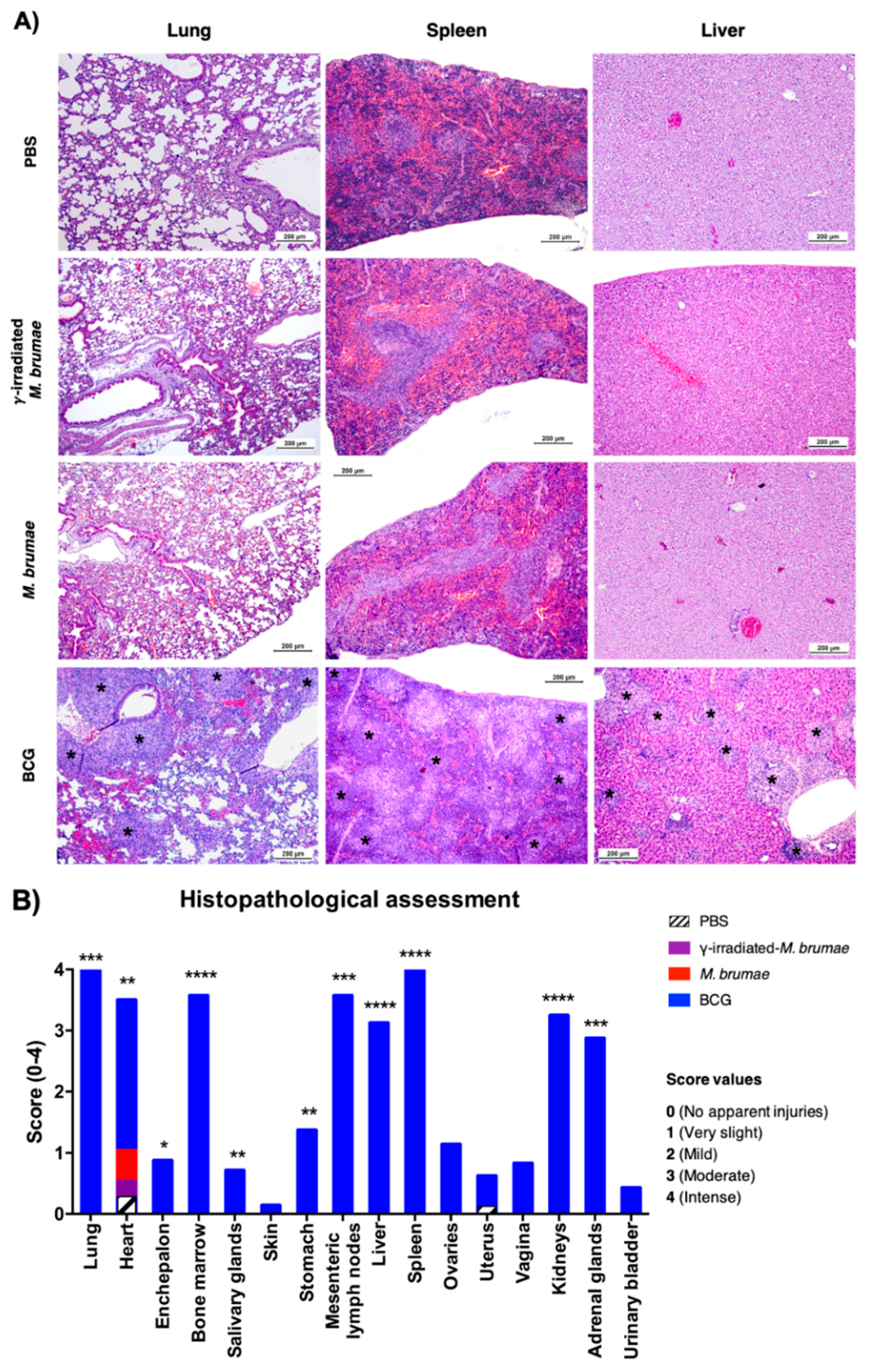 Vaccines 08 00198 g004 Vaccines 08 00198 g004