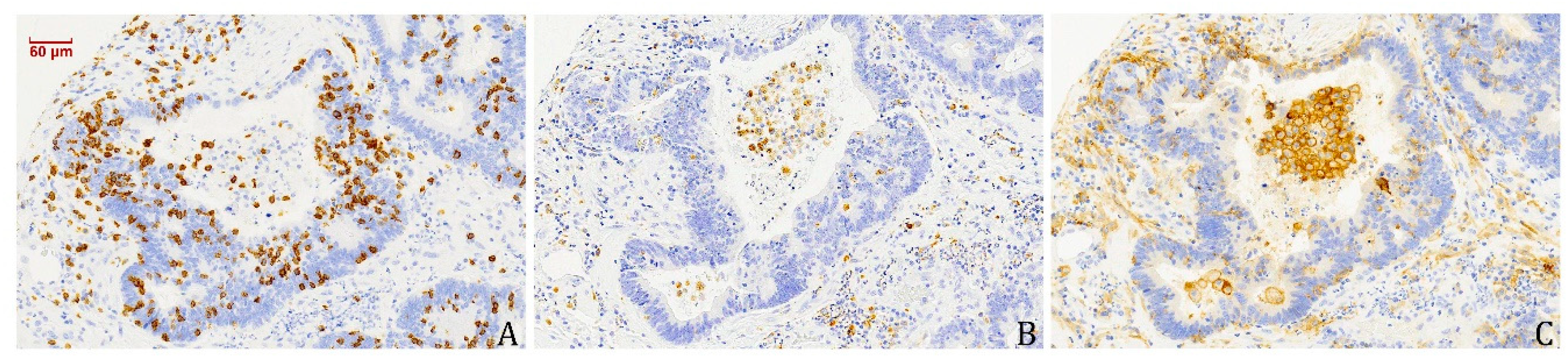 Vaccines 08 00202 g004 Vaccines 08 00202 g004