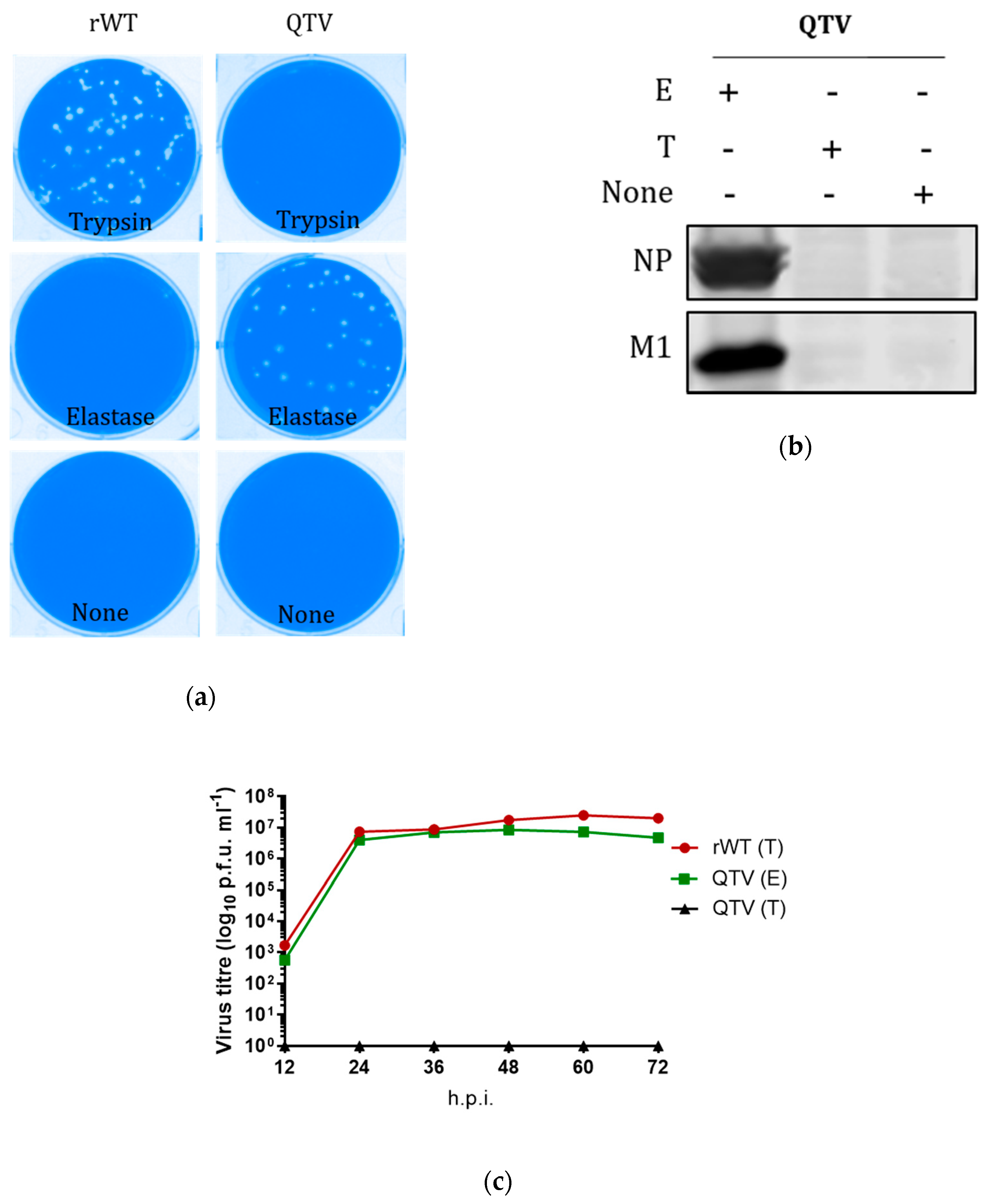 Vaccines 08 00207 g002 Vaccines 08 00207 g002