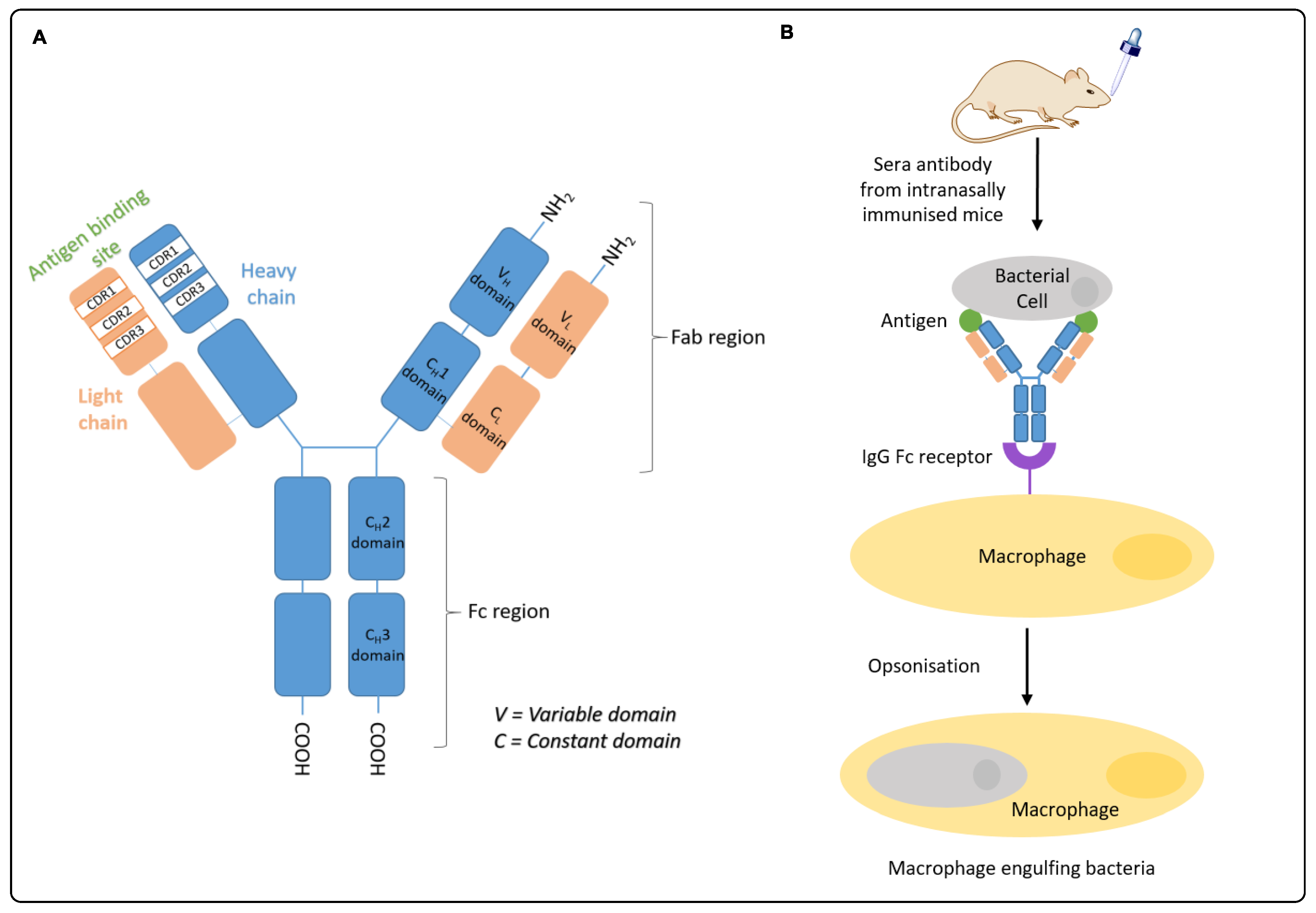 Vaccines 08 00210 g002