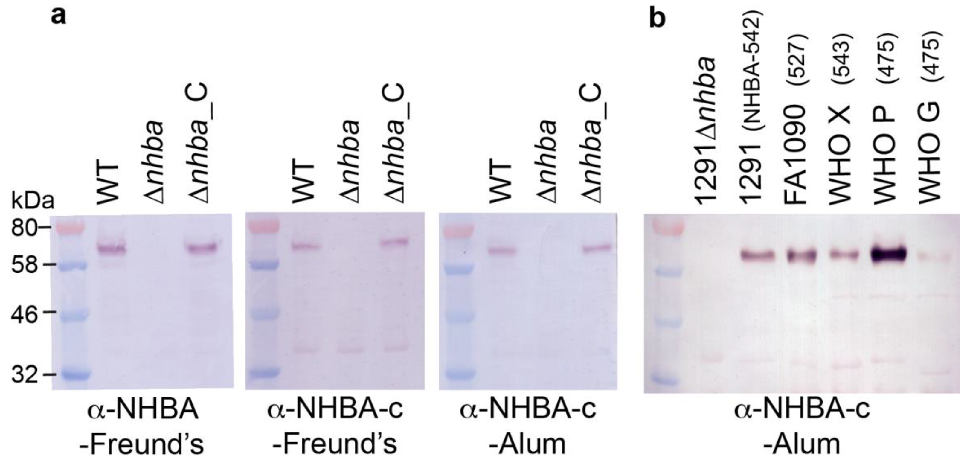 Vaccines 08 00219 g002 Vaccines 08 00219 g002