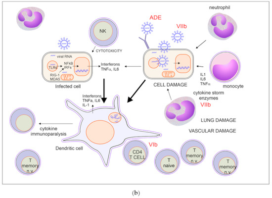 Recent Insight into SARS-CoV2 Immunopathology and Rationale for