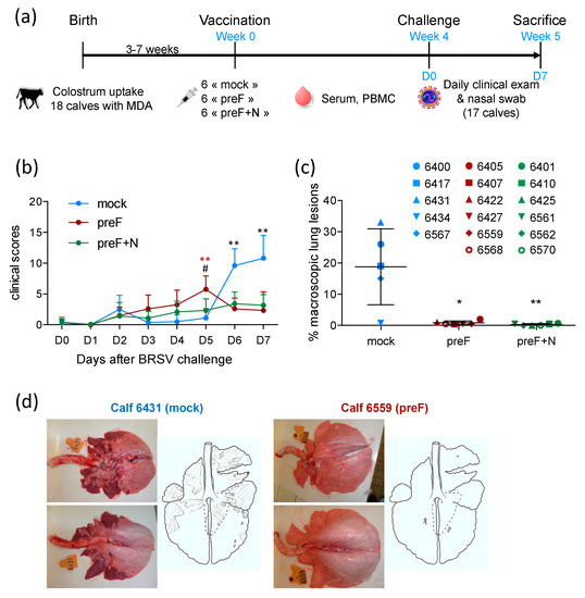 vaccines free full text a single shot pre fusion stabilized bovine rsv f vaccine is safe and effective in newborn calves with maternally derived antibodies html