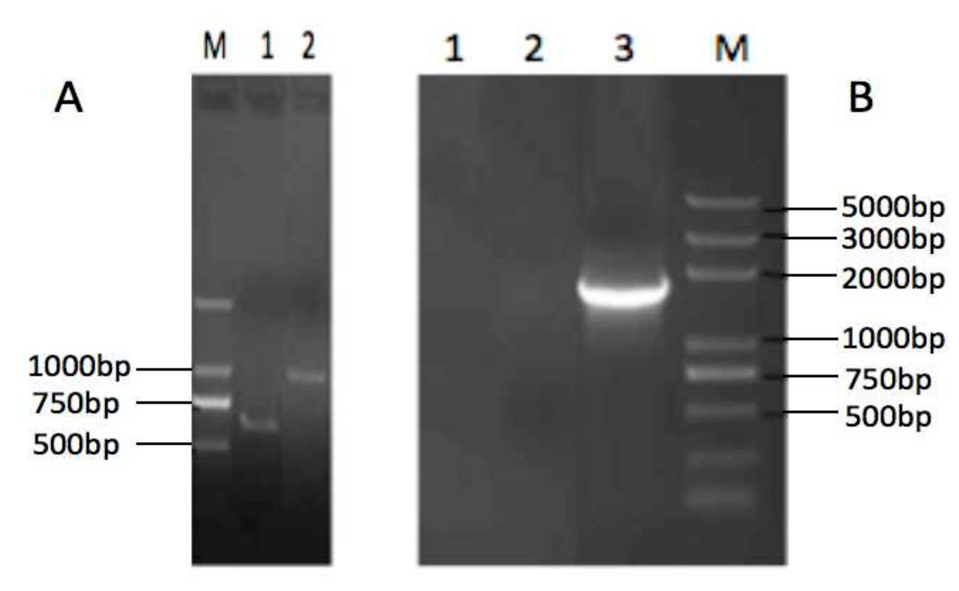 Vaccines 08 00250 g002 Vaccines 08 00250 g002