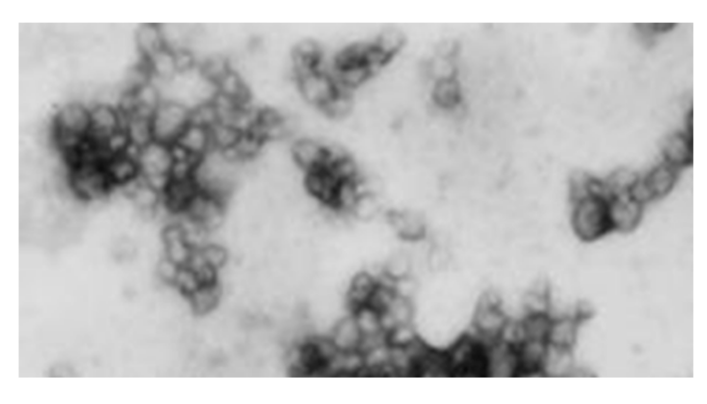 Vaccines 08 00250 g006 Vaccines 08 00250 g006