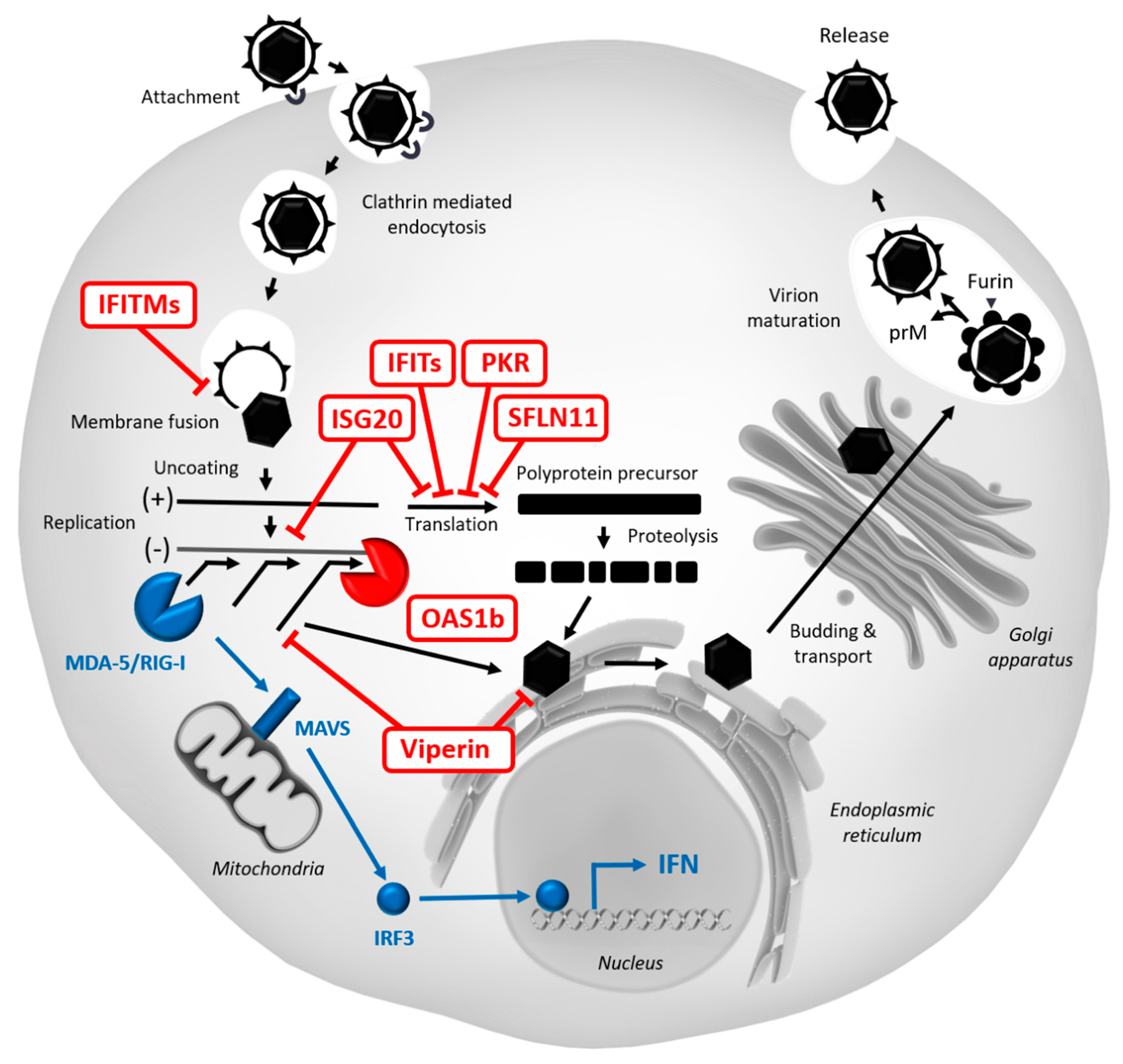 Vaccines 08 00256 g002 Vaccines 08 00256 g002
