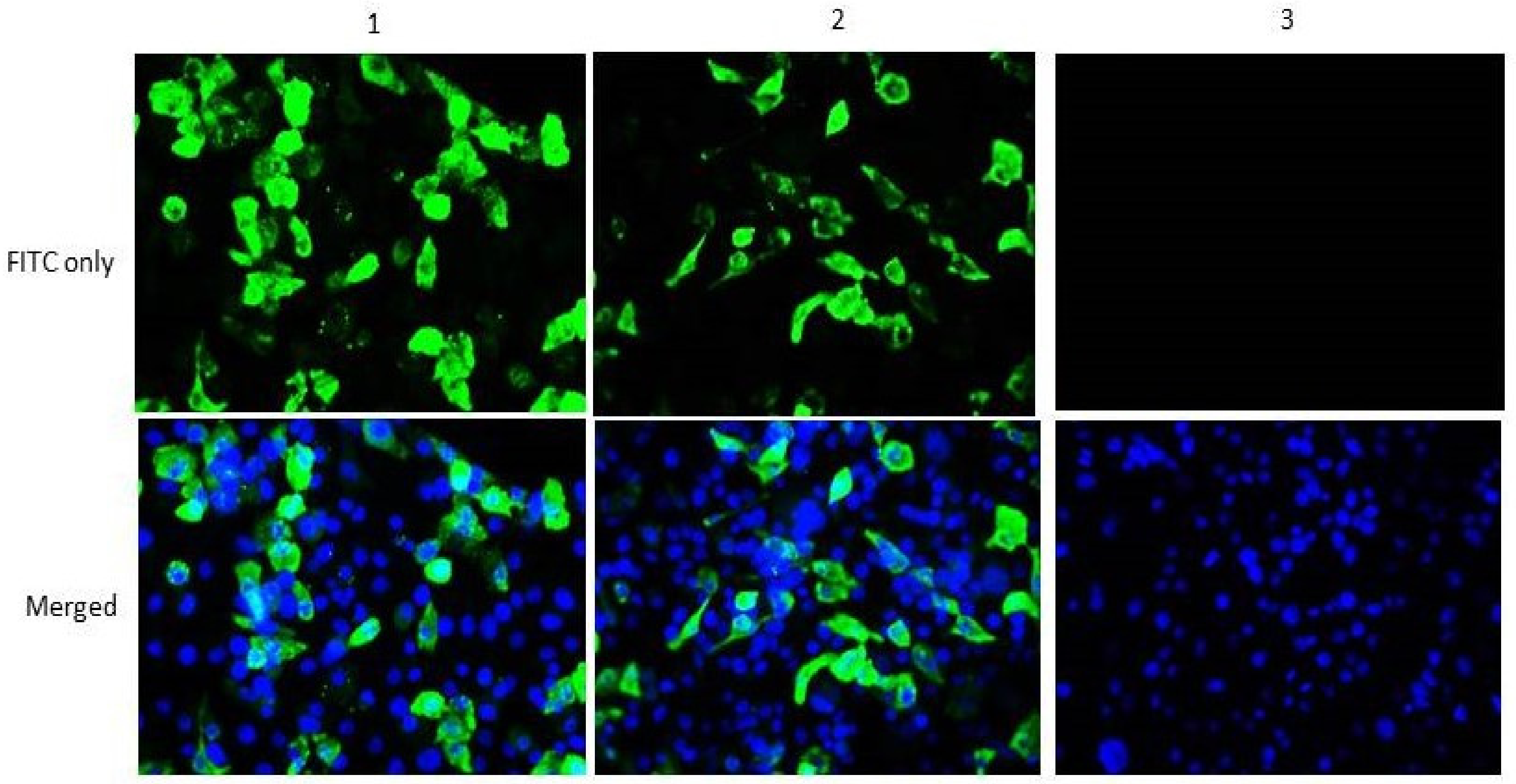 Vaccines 08 00270 g001