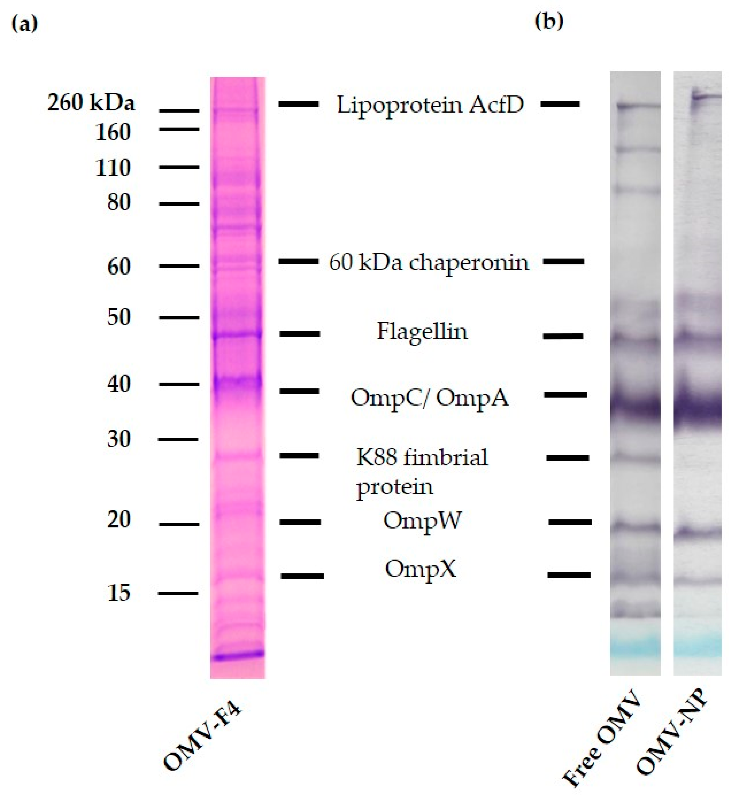 Vaccines 08 00286 g001