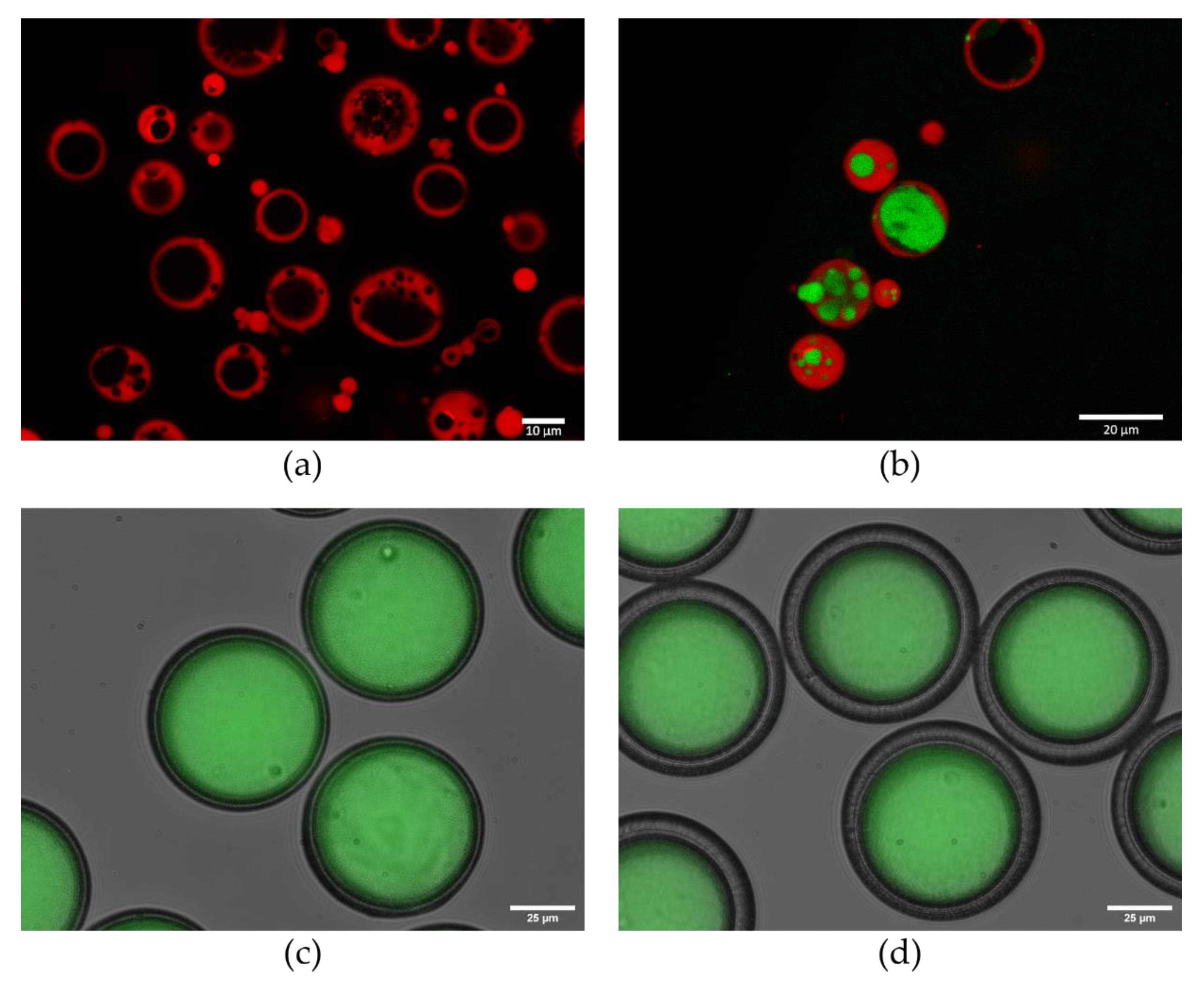 Vaccines 08 00304 g003
