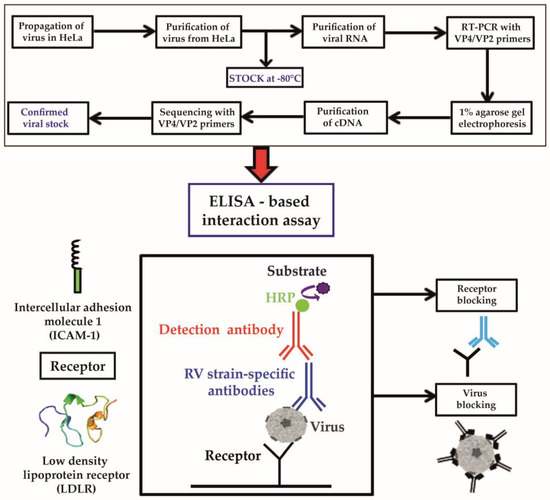 Vaccines Free Full Text Elisa Based Assay For Studying Major And Minor Group Rhinovirus Receptor Interactions Html