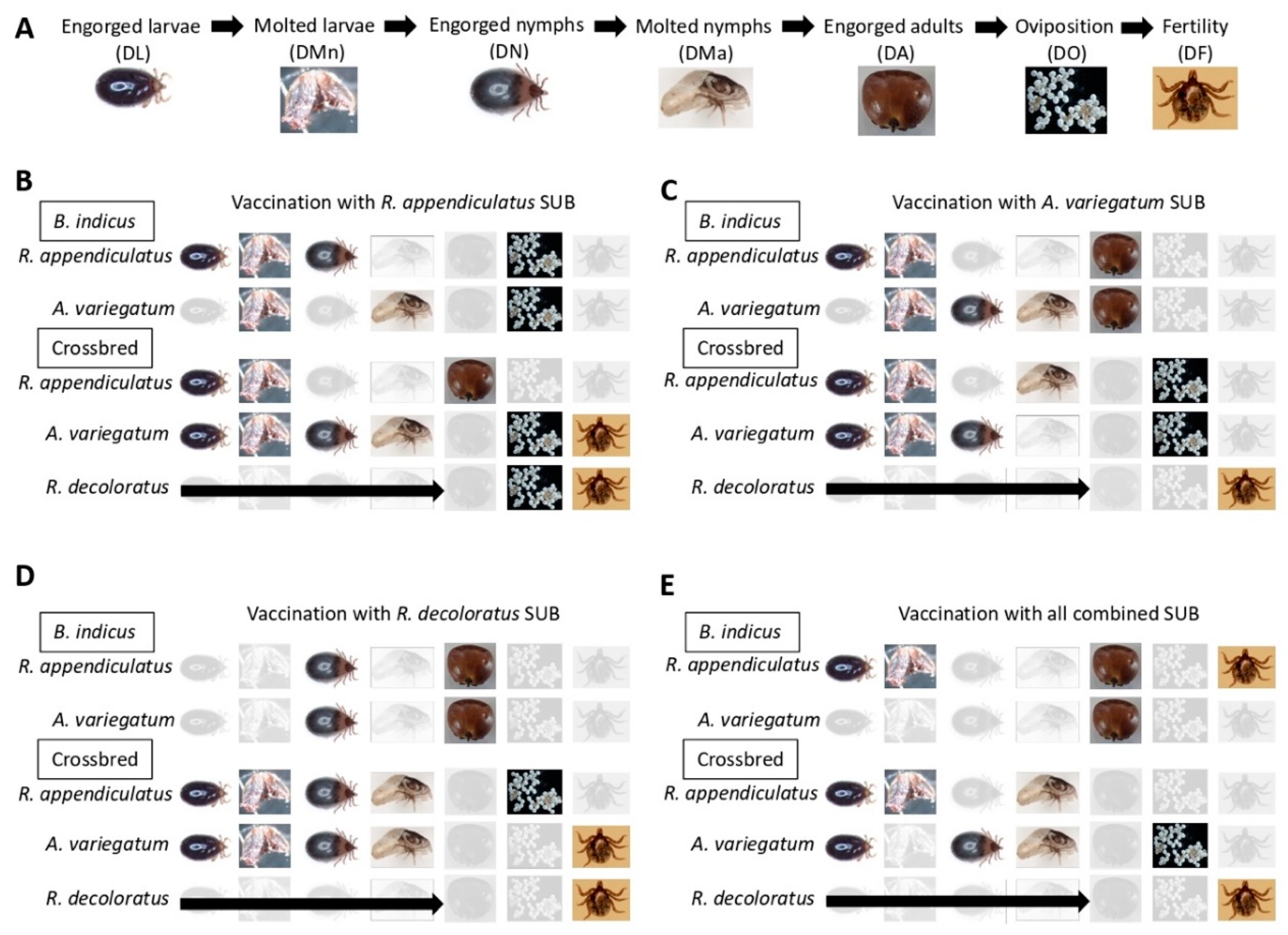 Vaccines 08 00319 g005 Vaccines 08 00319 g005