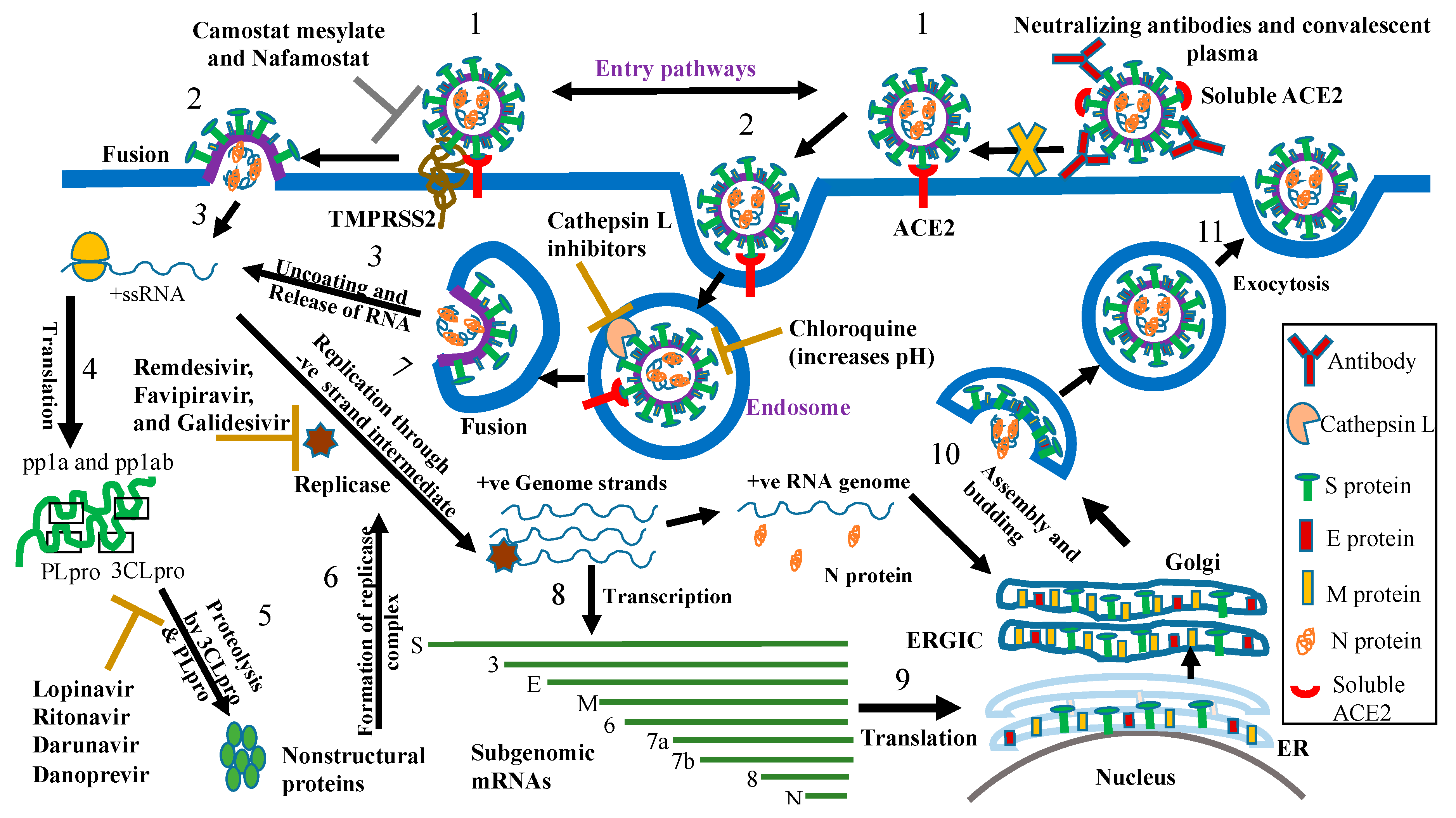 Vaccines 08 00335 g007 Vaccines 08 00335 g007