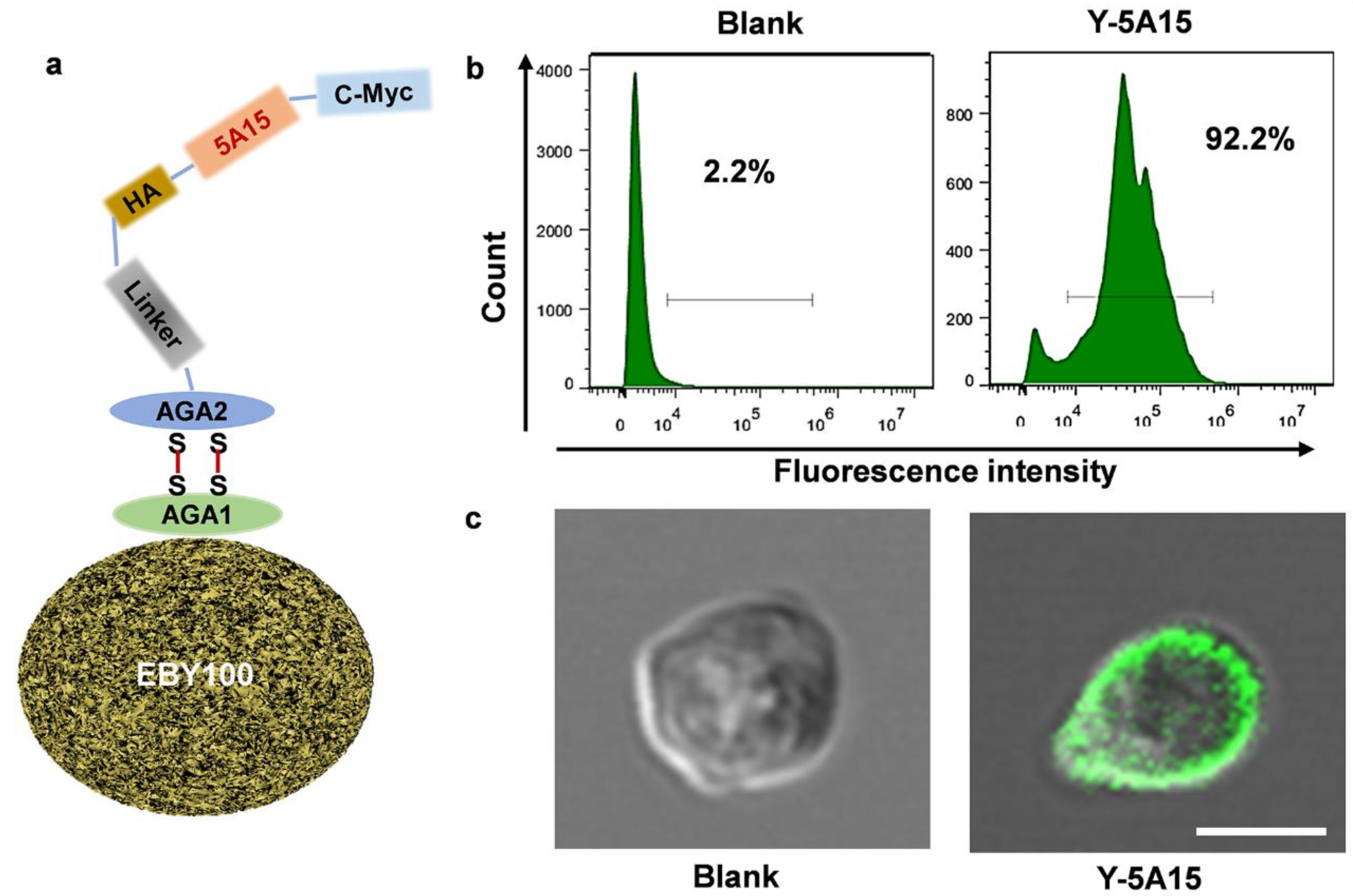 Vaccines 08 00351 g001 Vaccines 08 00351 g001