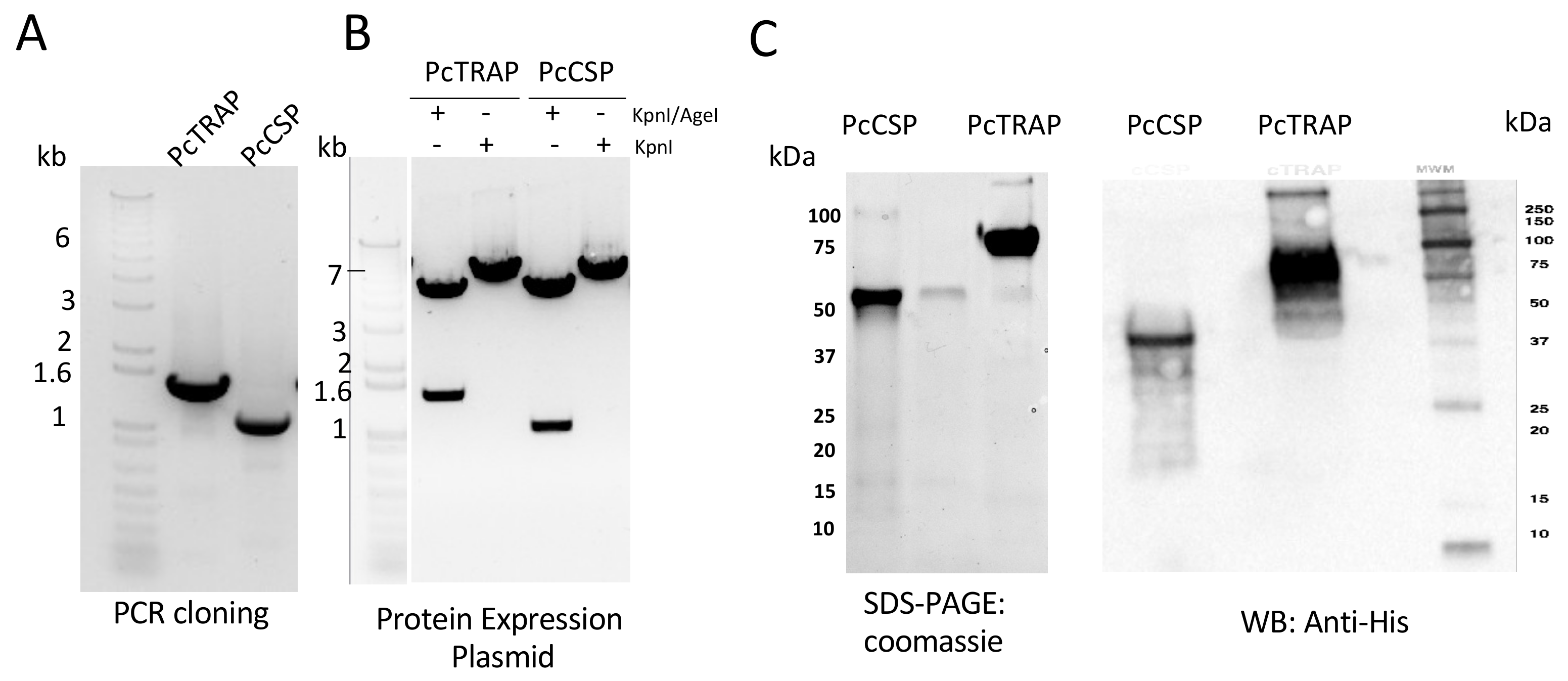 Vaccines 08 00363 g002 Vaccines 08 00363 g002