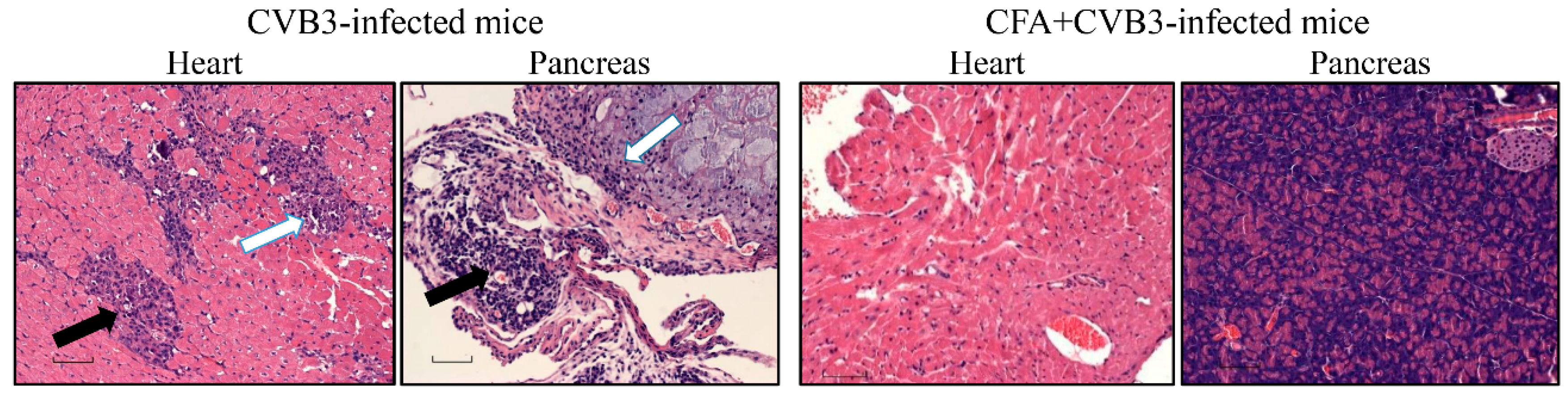 Vaccines 08 00364 g002 Vaccines 08 00364 g002