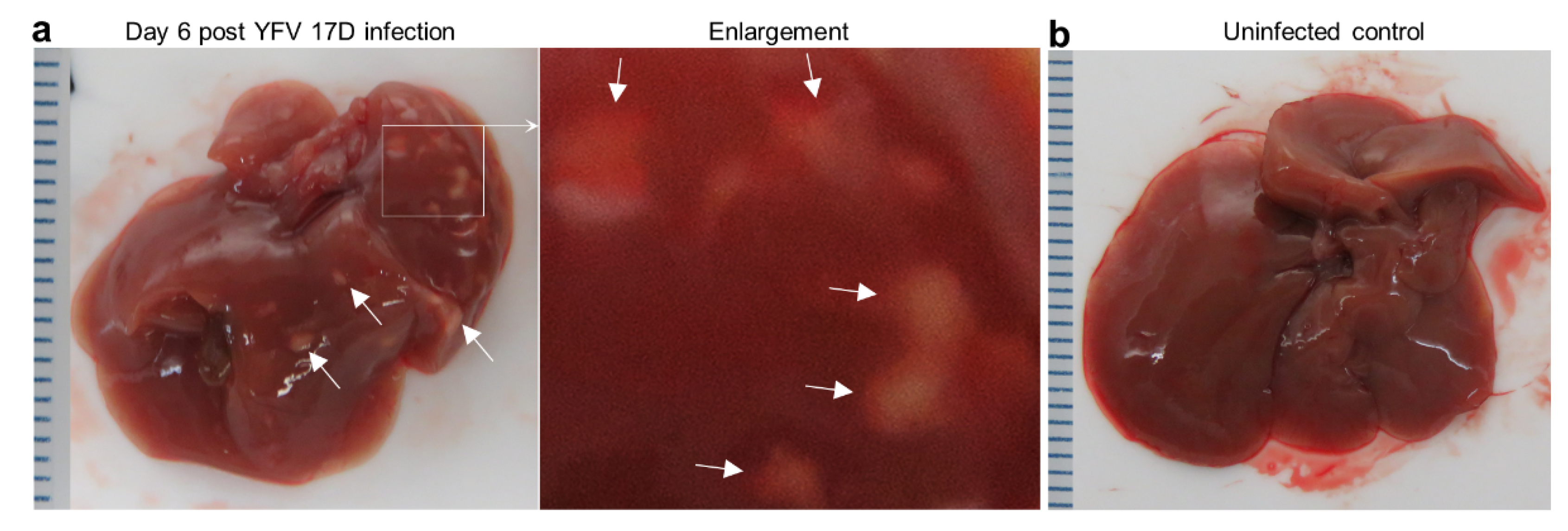 Vaccines 08 00368 g002a Vaccines 08 00368 g002a
