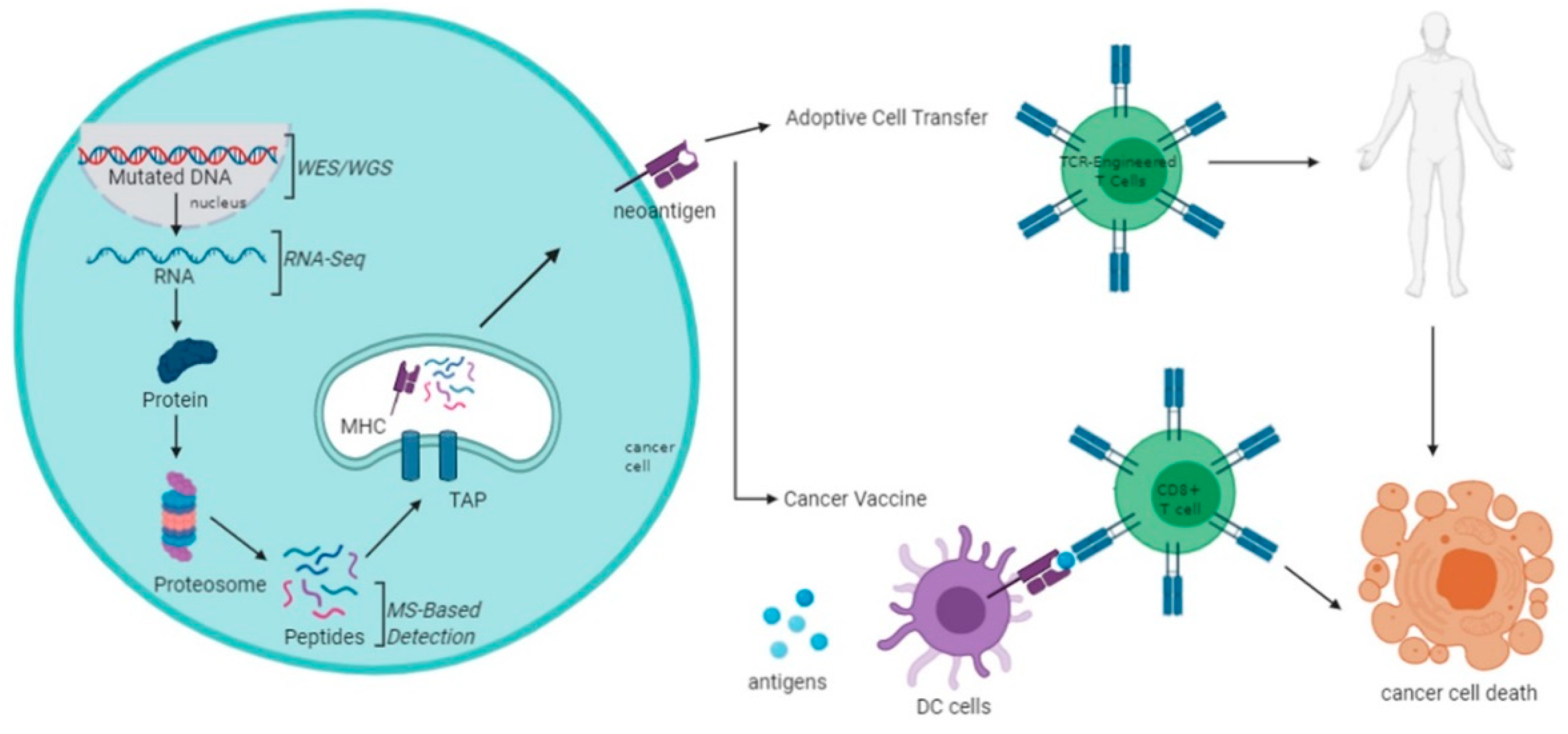 Vaccines Free FullText The Landscape of TumorSpecific Antigens in
