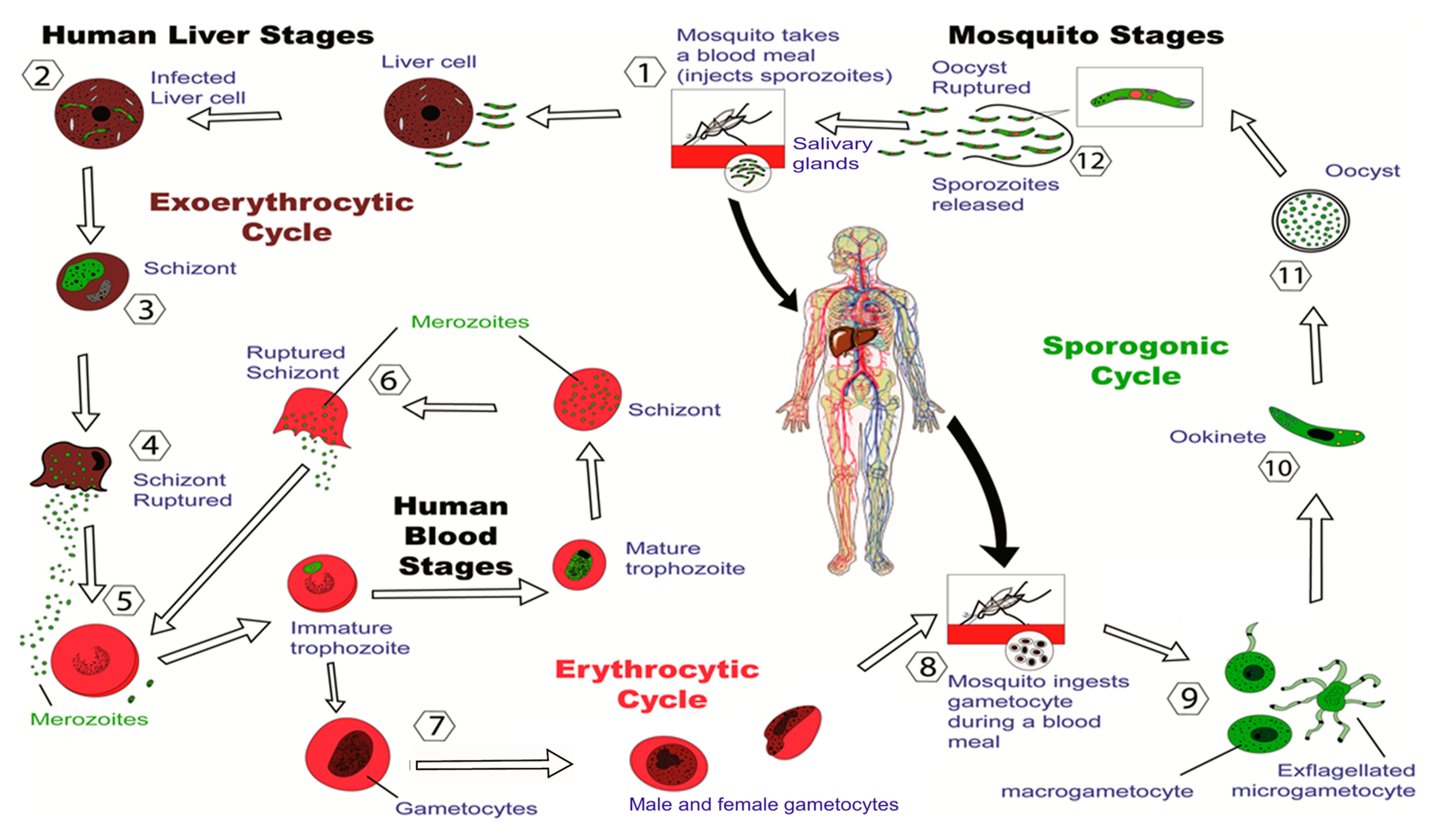 Vaccines Free Full Text Progress In The Development Of Subunit Vaccines Against Malaria Html