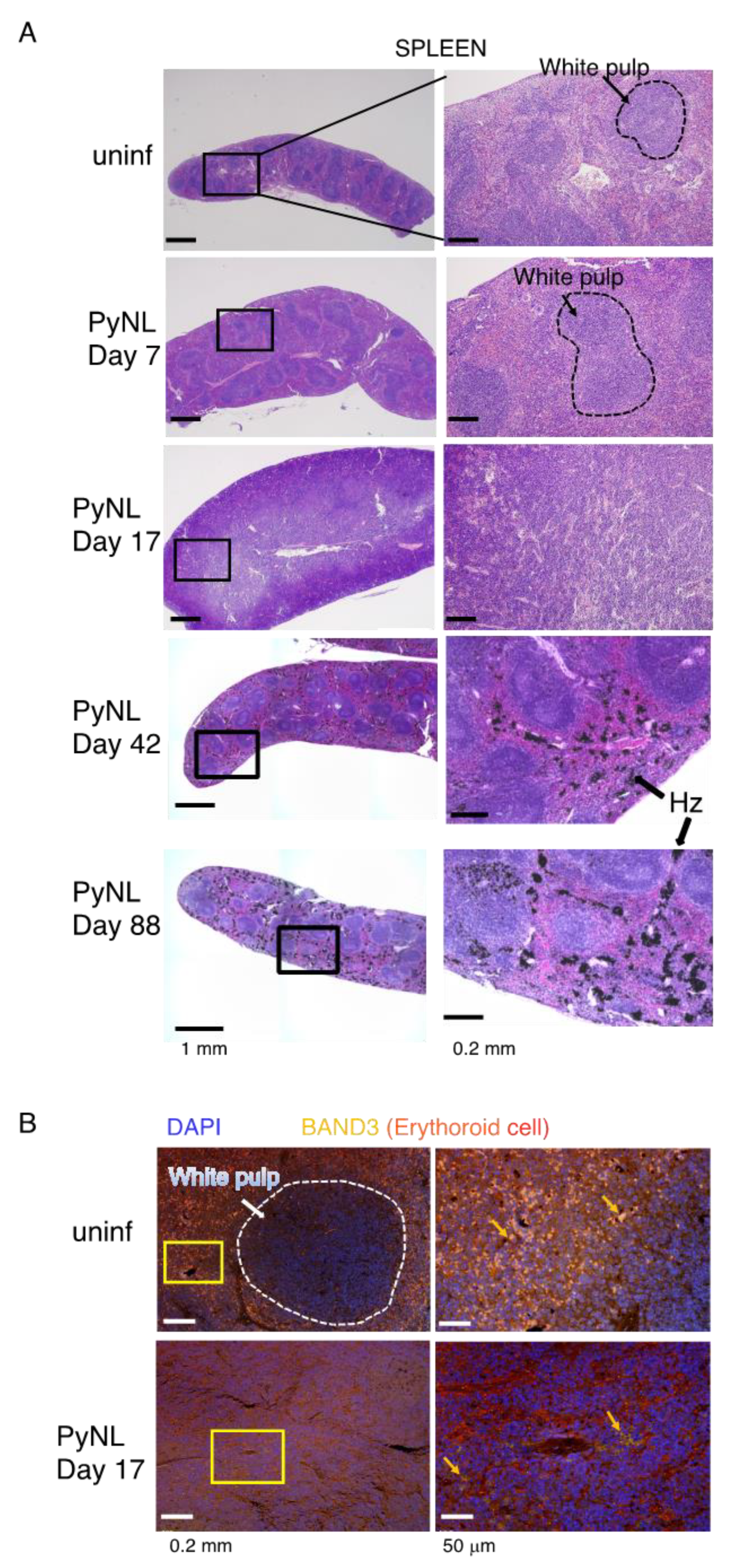 Vaccines 08 00375 g003 Vaccines 08 00375 g003